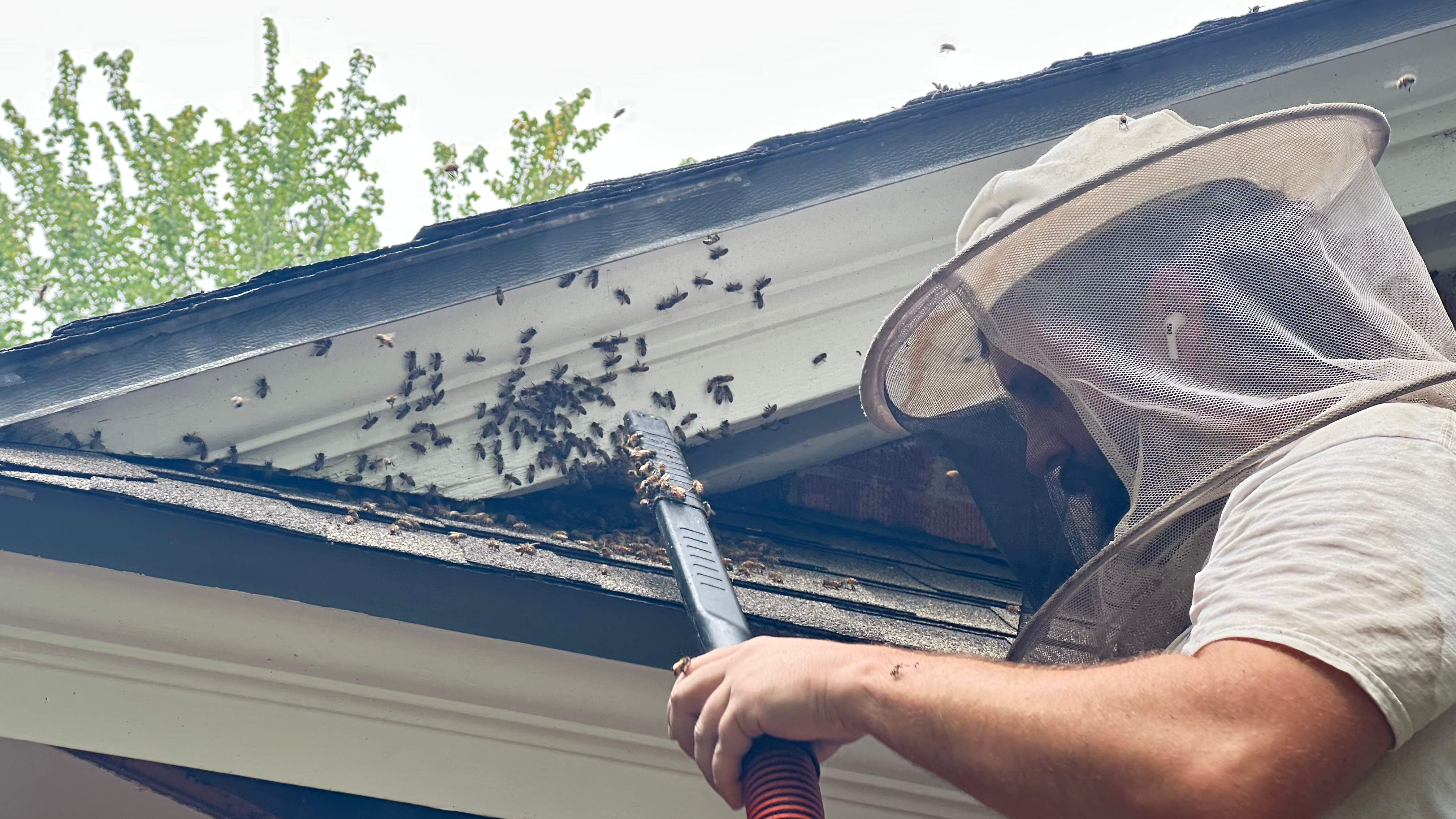 Long-term Residents by Rockwall Honey Bee Company