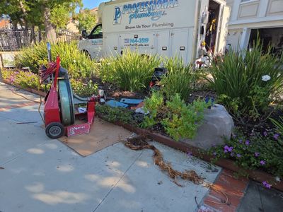 Area Drain Root Intrusion