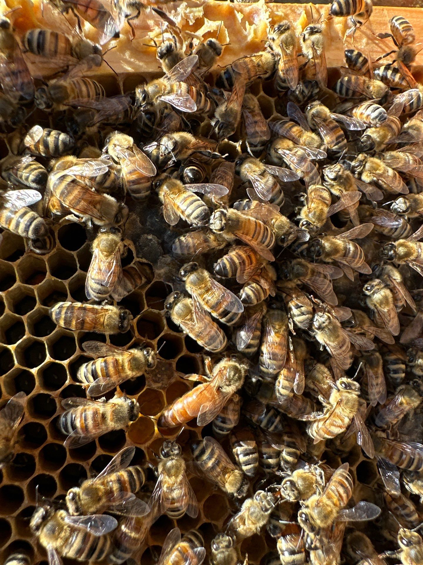 Project in Dallas by Rockwall Honey Bee Company