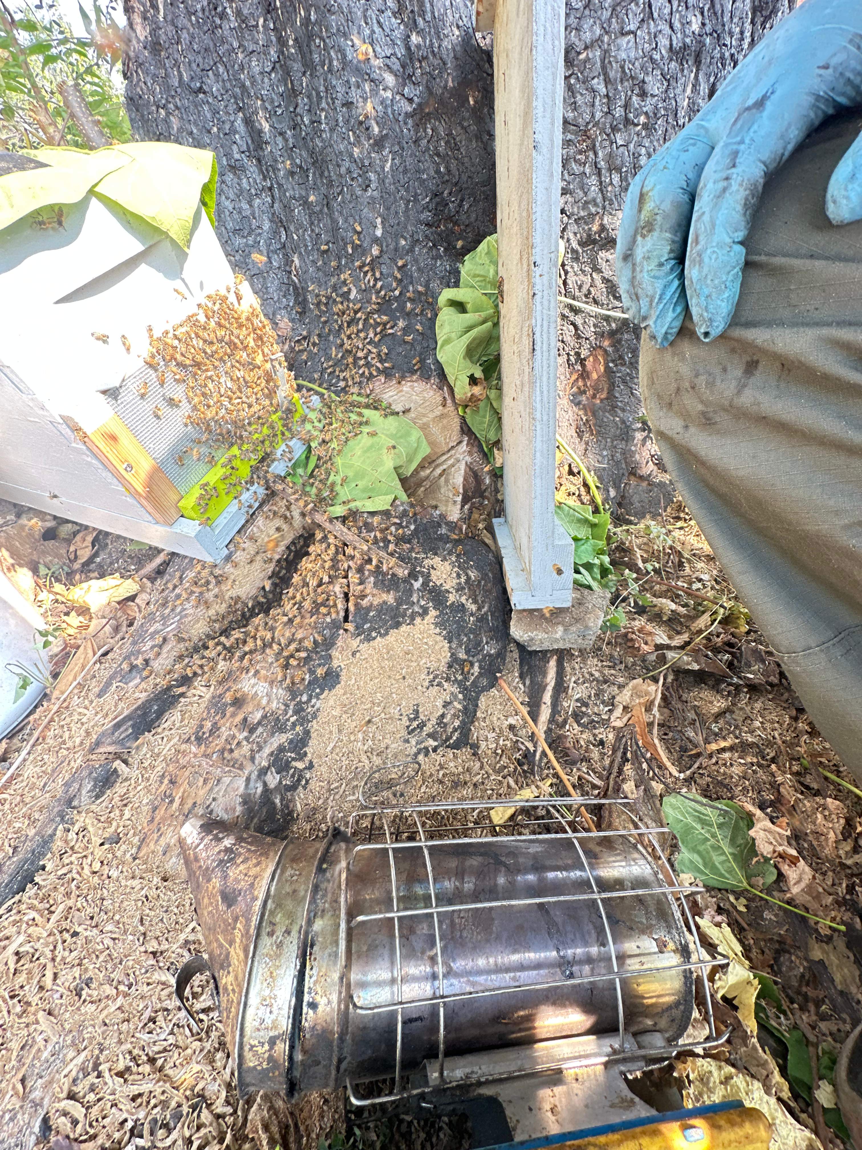 City Tree Company  by Rockwall Honey Bee Company