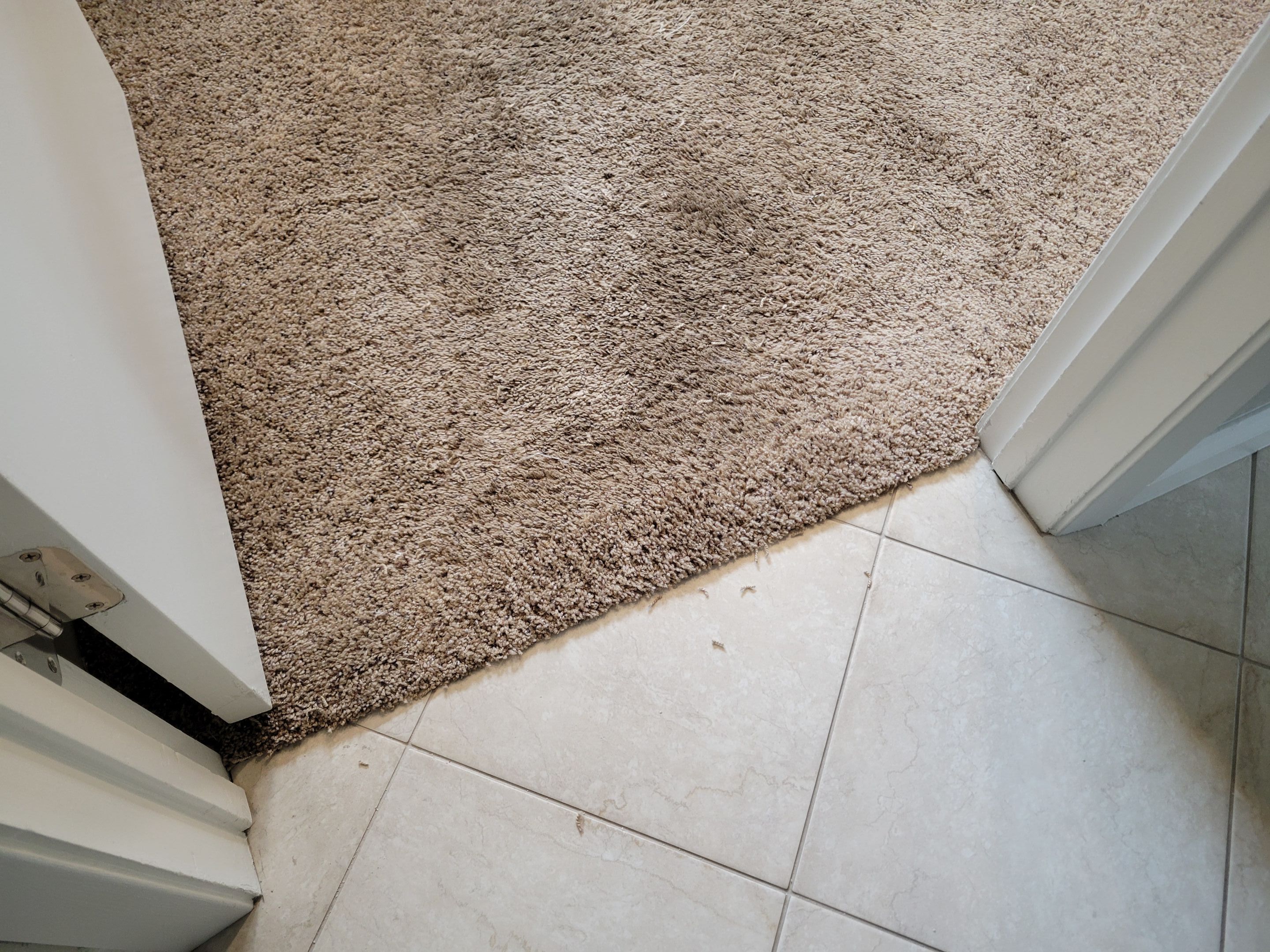 Carpet Repair of Cat Damage in College/Glen by Ardent Carpet Restore LLC