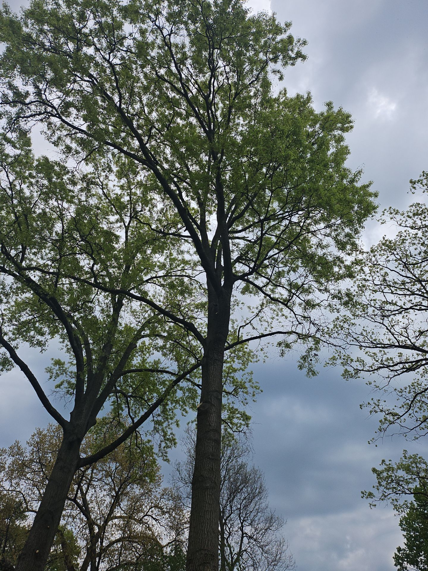 Tree Trimming using Tree Pruing by Mike Jones & Sons Tree Service LLC 