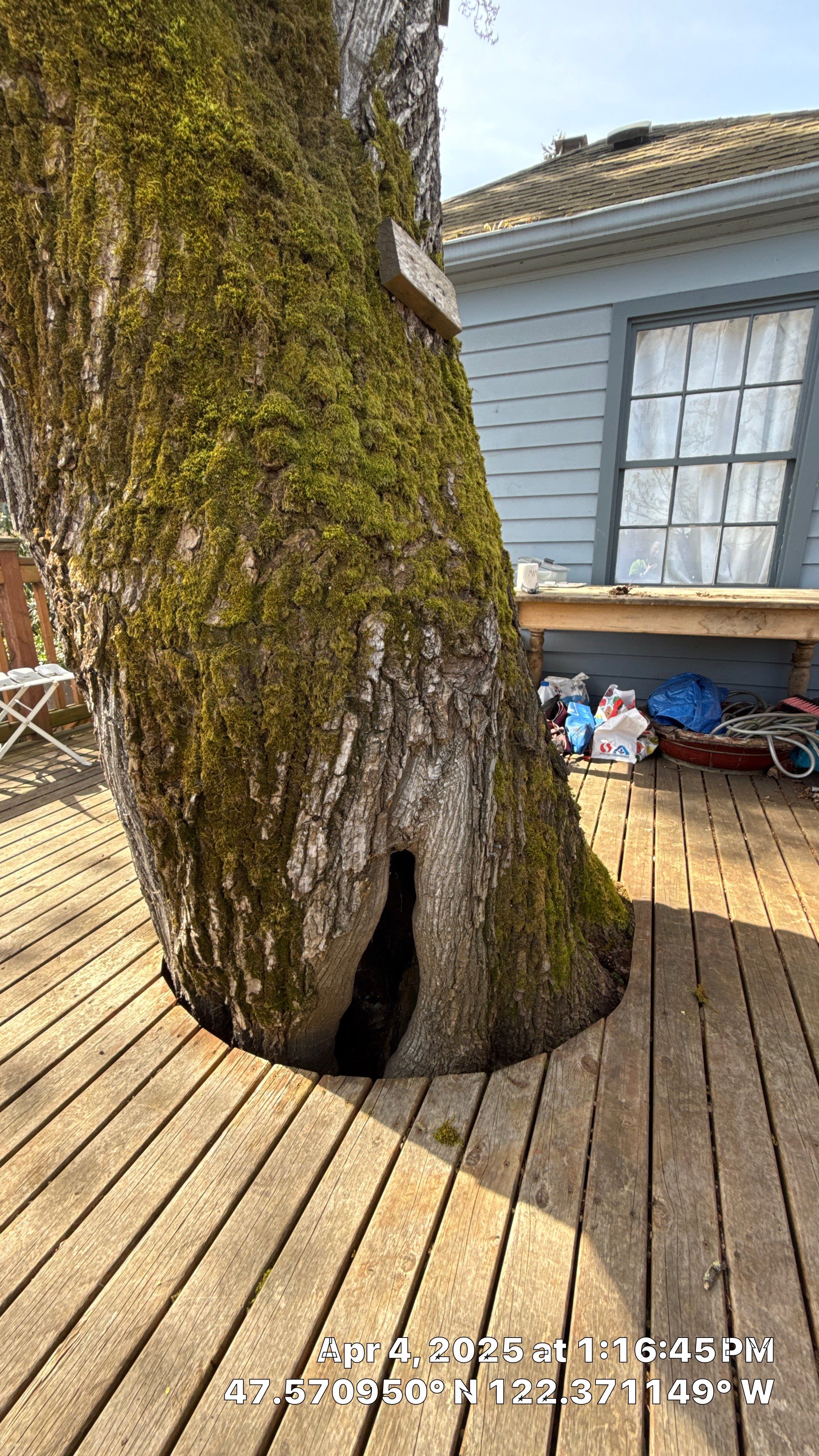 Arborist Assessment using Level 1 Visual Assessment by Sound Tree Care LLC