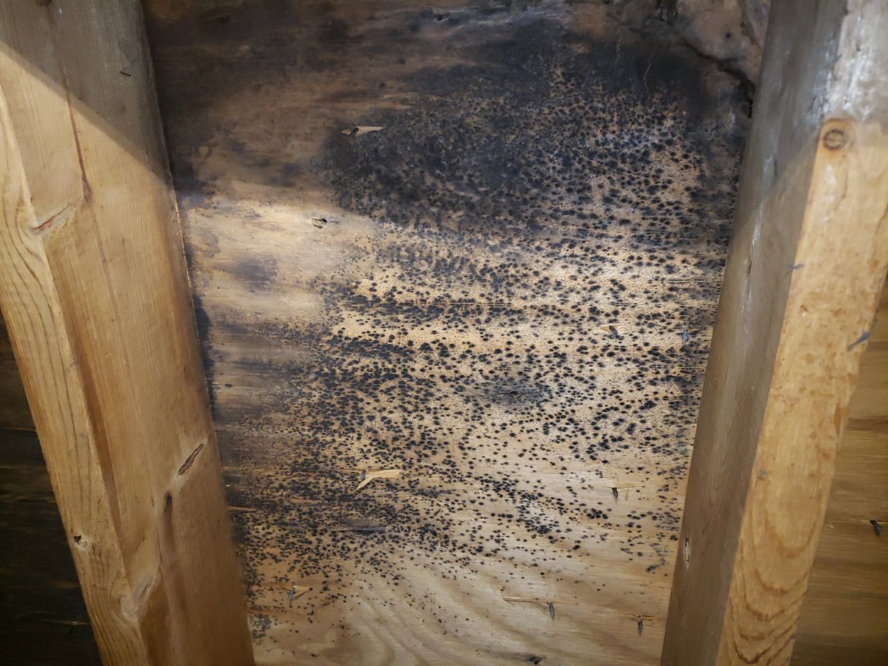 Attic Mold Remediation by Chicagoland Water Medics