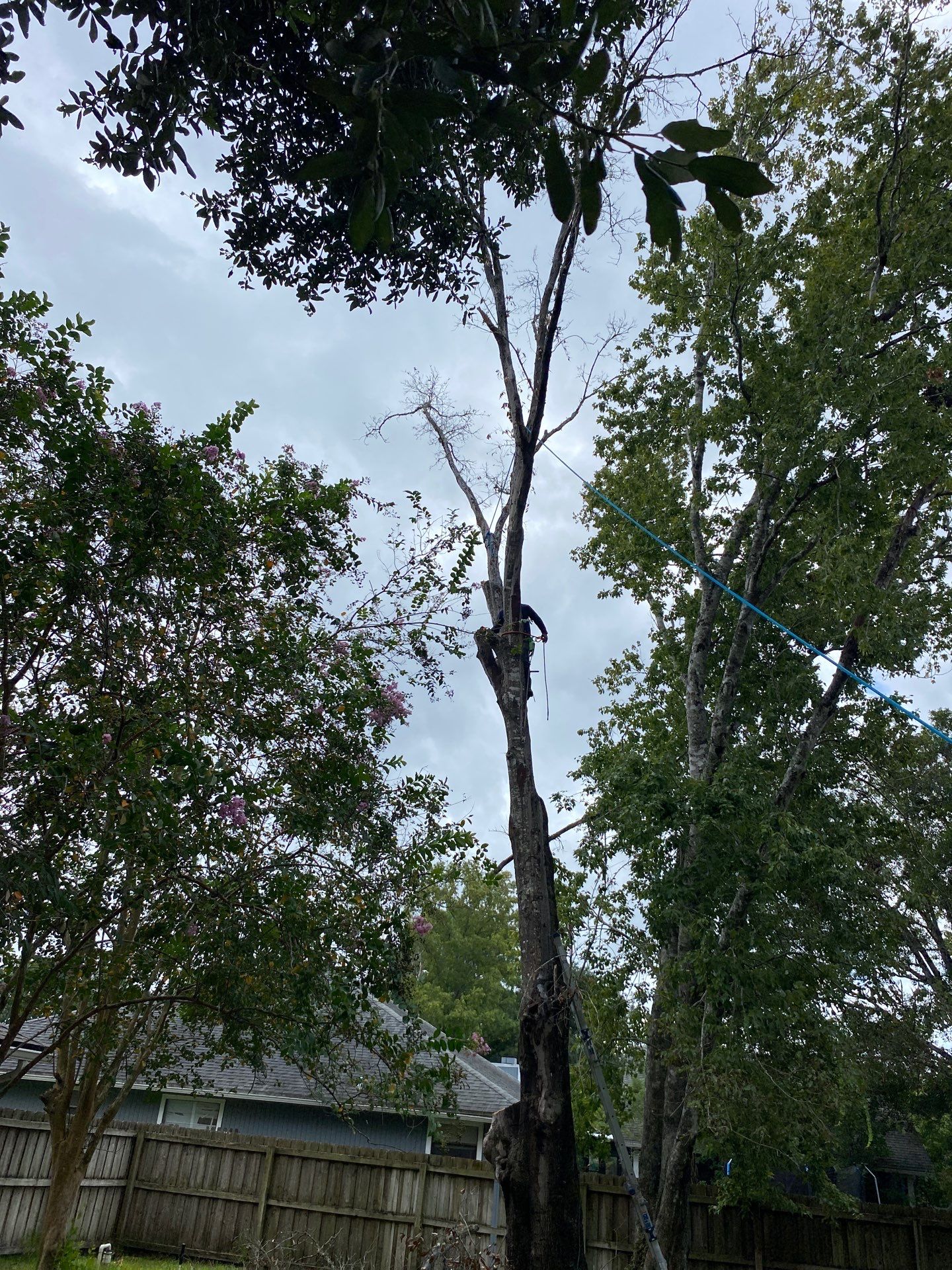Tree Removal | Residential by ProGreen Services