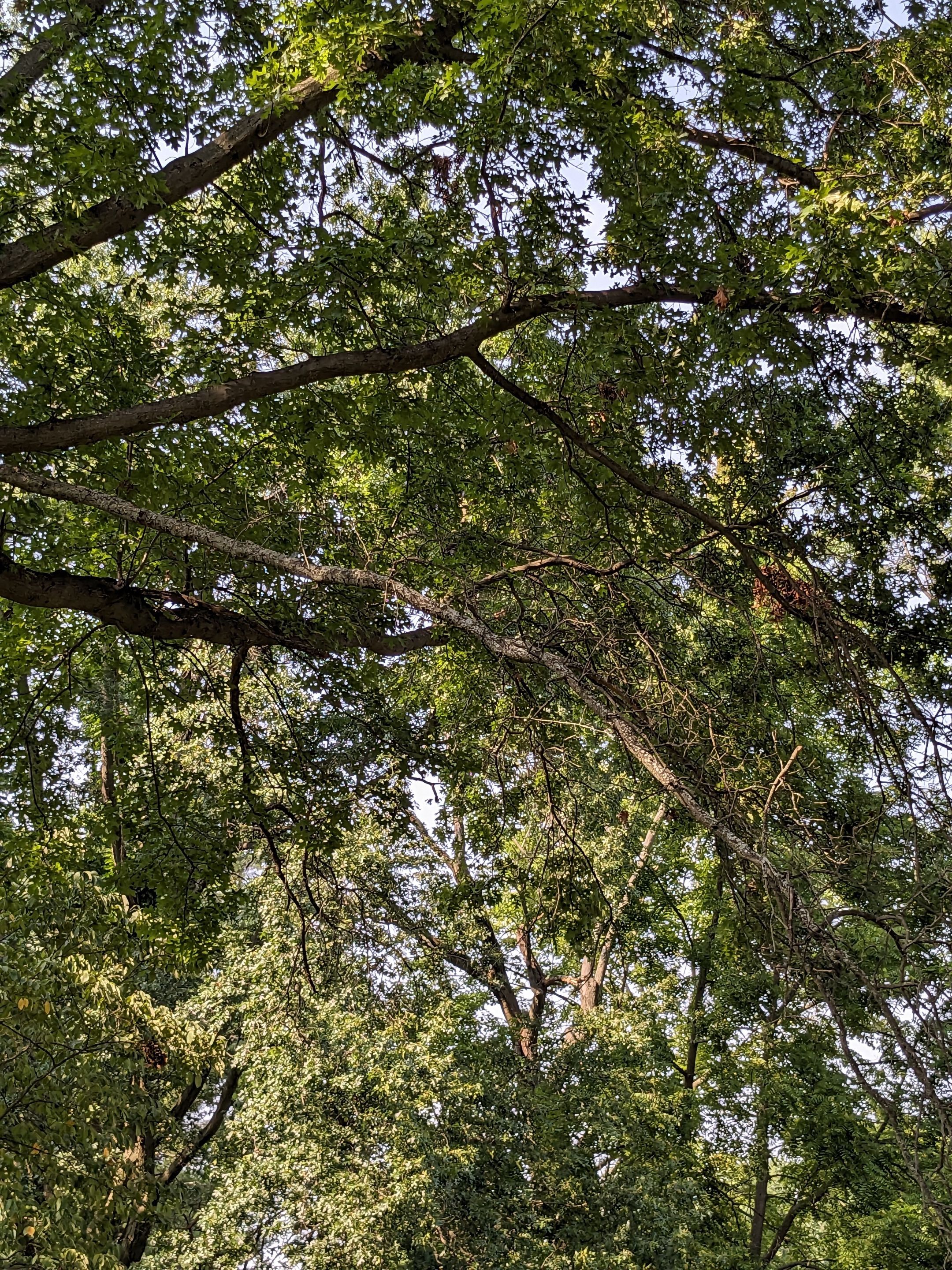Tree Trimming using Tree Pruing by Mike Jones & Sons Tree Service LLC 