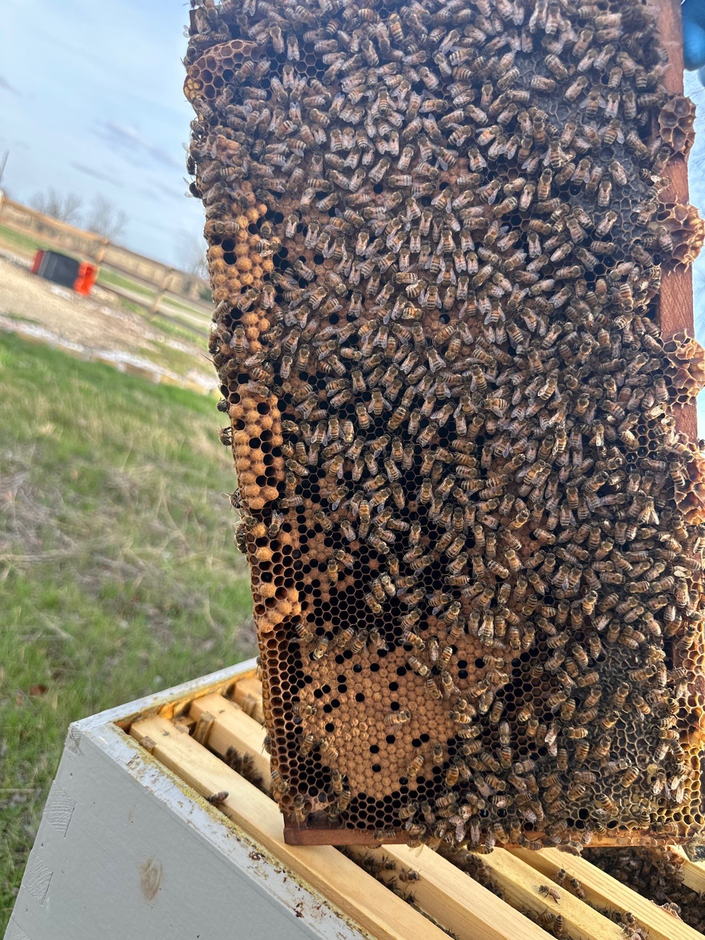 Honey-Maker Apiary in Greenville by Rockwall Honey Bee Company