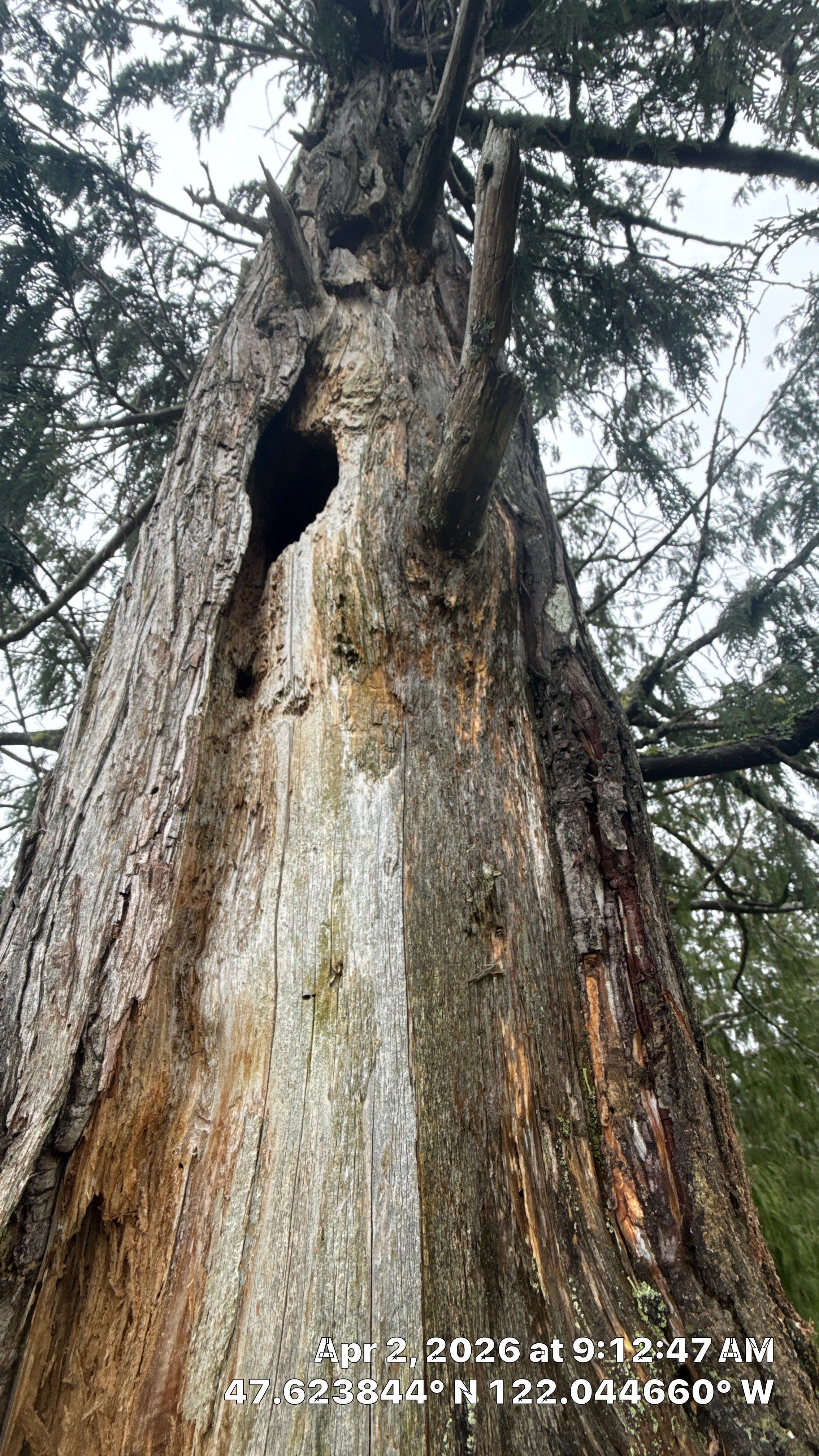 Emergency Tree Removal and Storm Cleanup in Sammamish by Sound Tree Care LLC