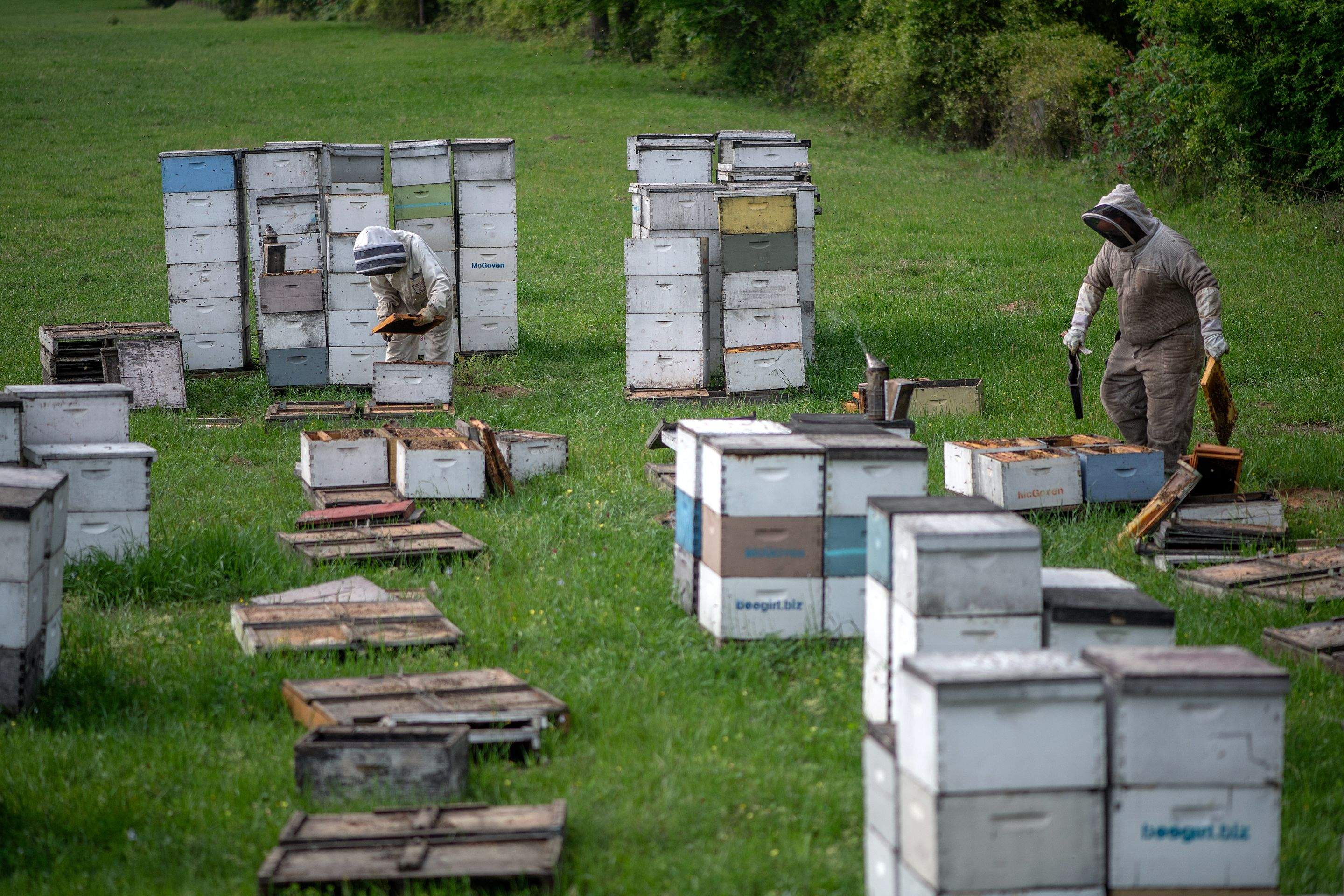 Splits in East Texas by Rockwall Honey Bee Company