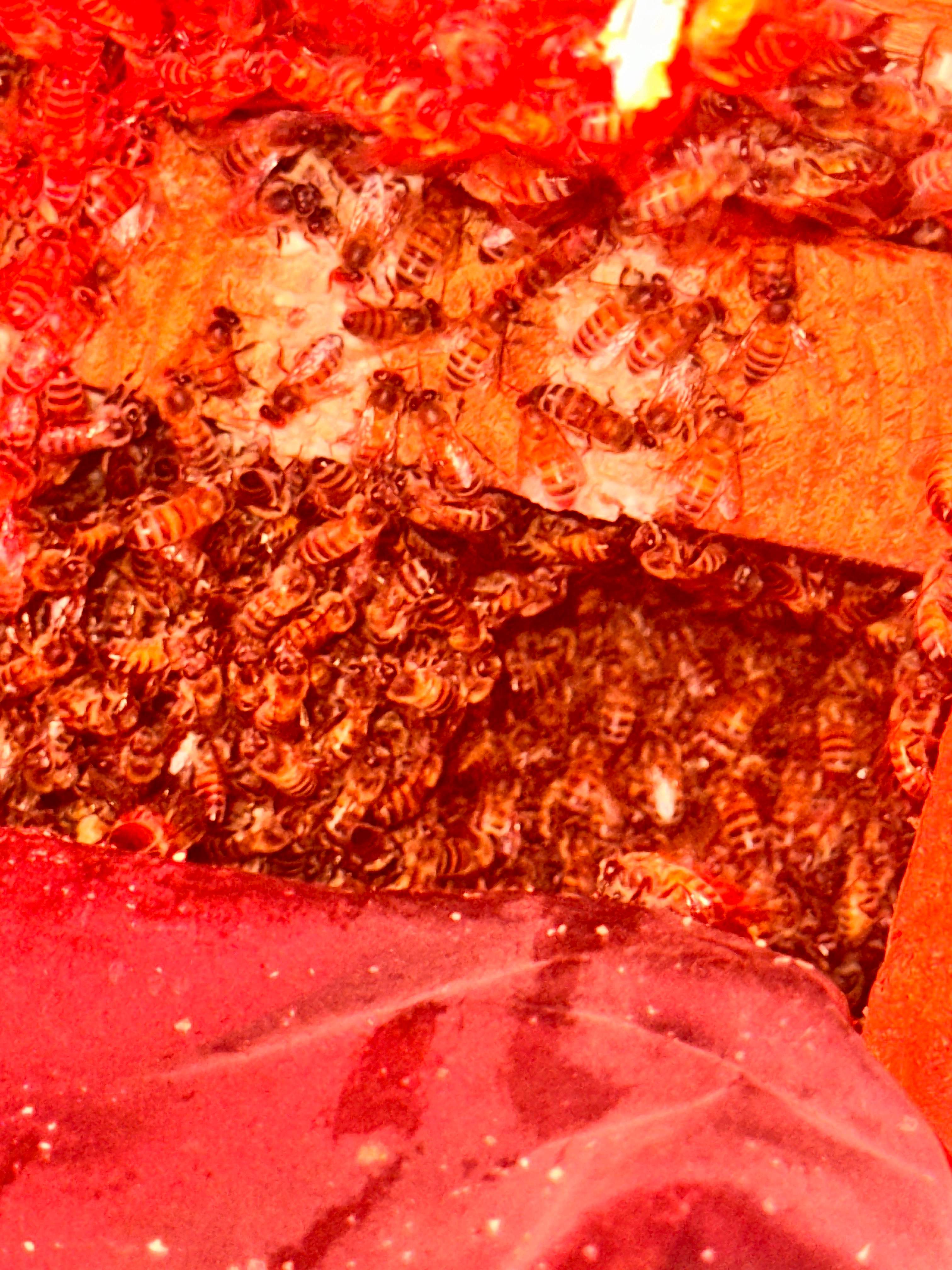 Yes, Professor. by Rockwall Honey Bee Company