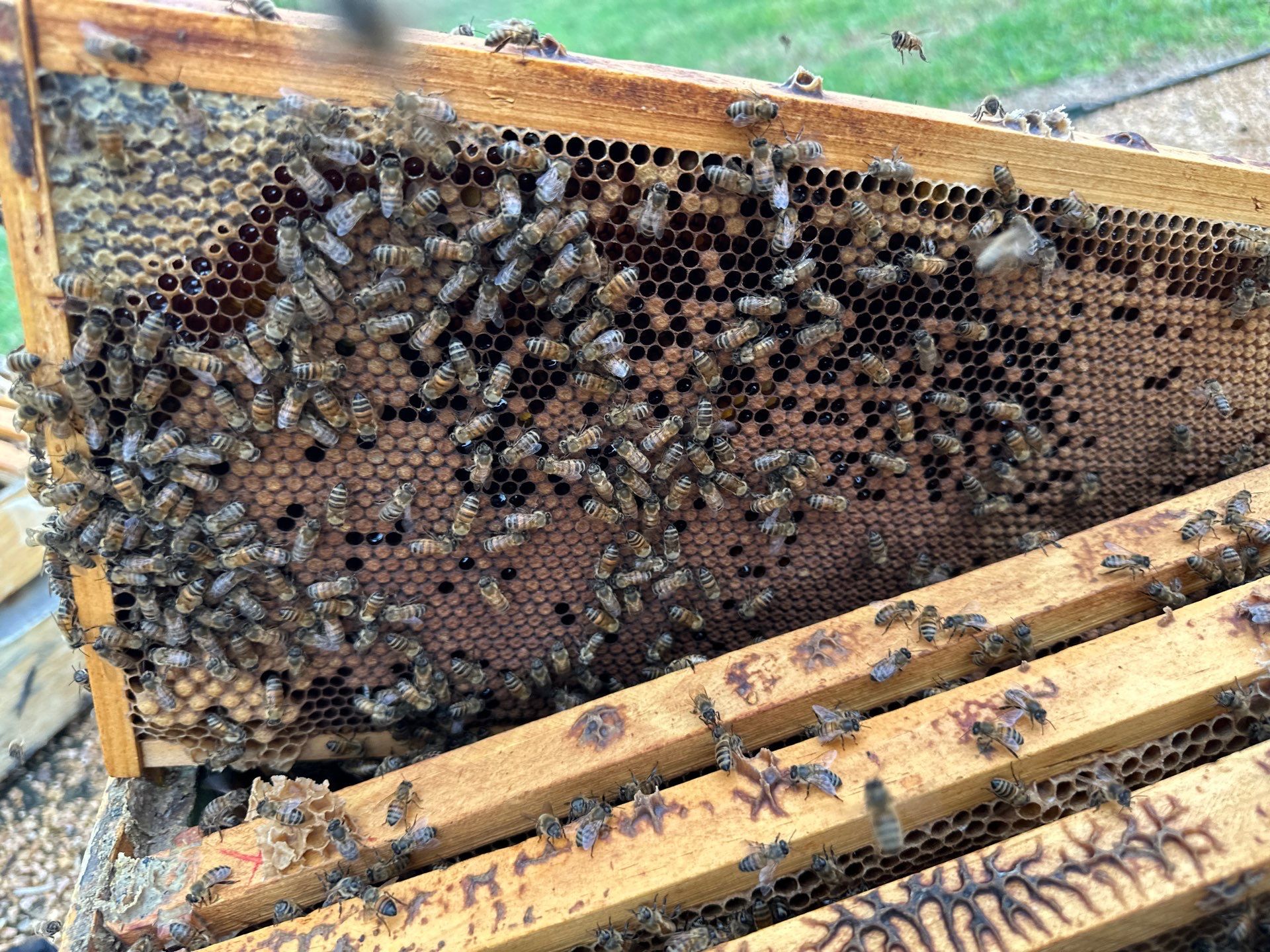 Richdardson Corporate Bees by Rockwall Honey Bee Company