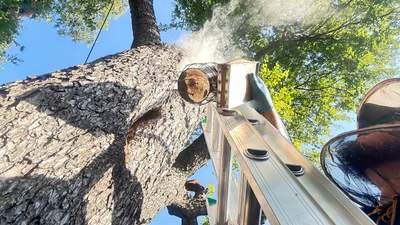 Tree Service Help 