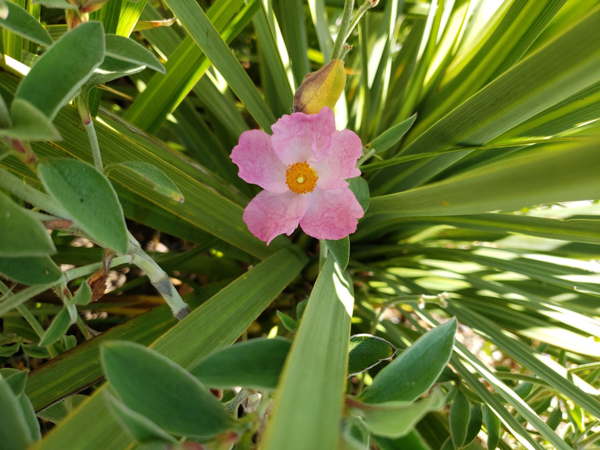Sidney Pier by Habanero Garden and Exterior Care