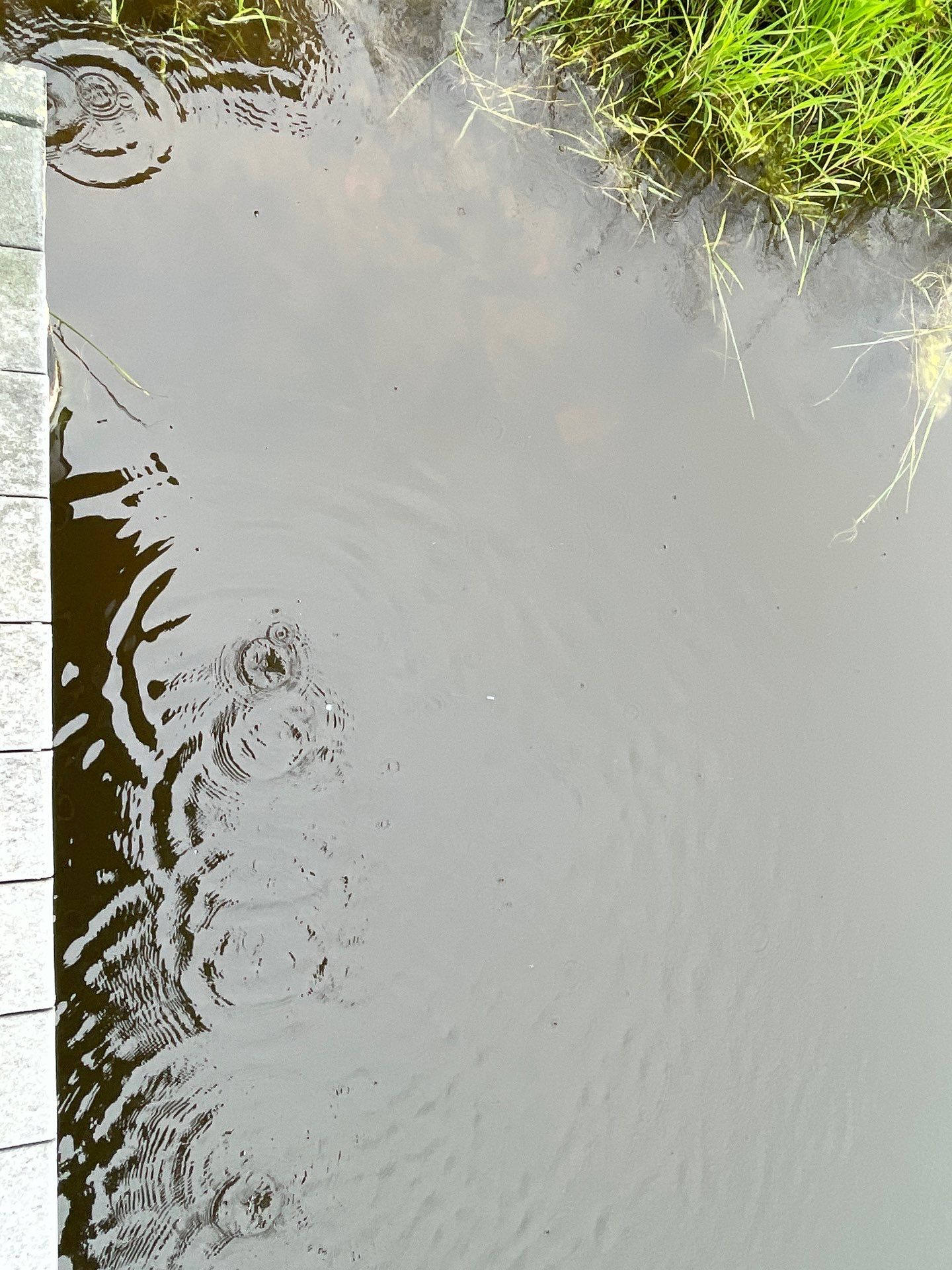Maas Project by  Bellus Aquatic Solutions