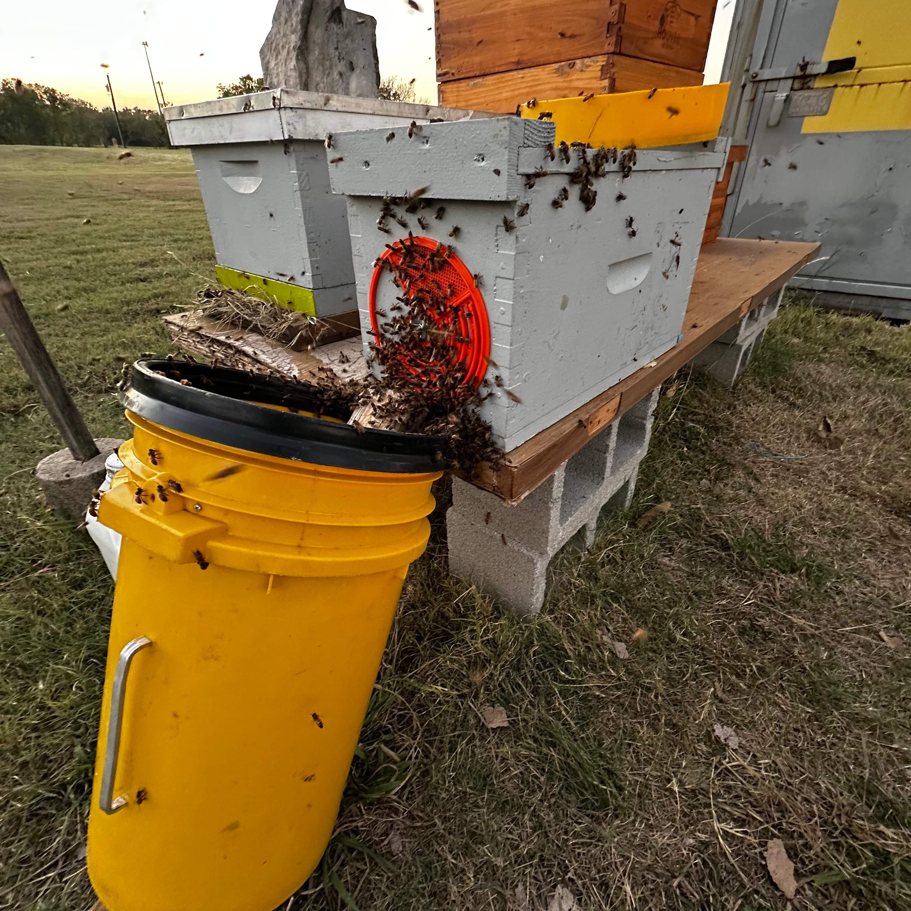 Ceiling Cutout by Rockwall Honey Bee Company