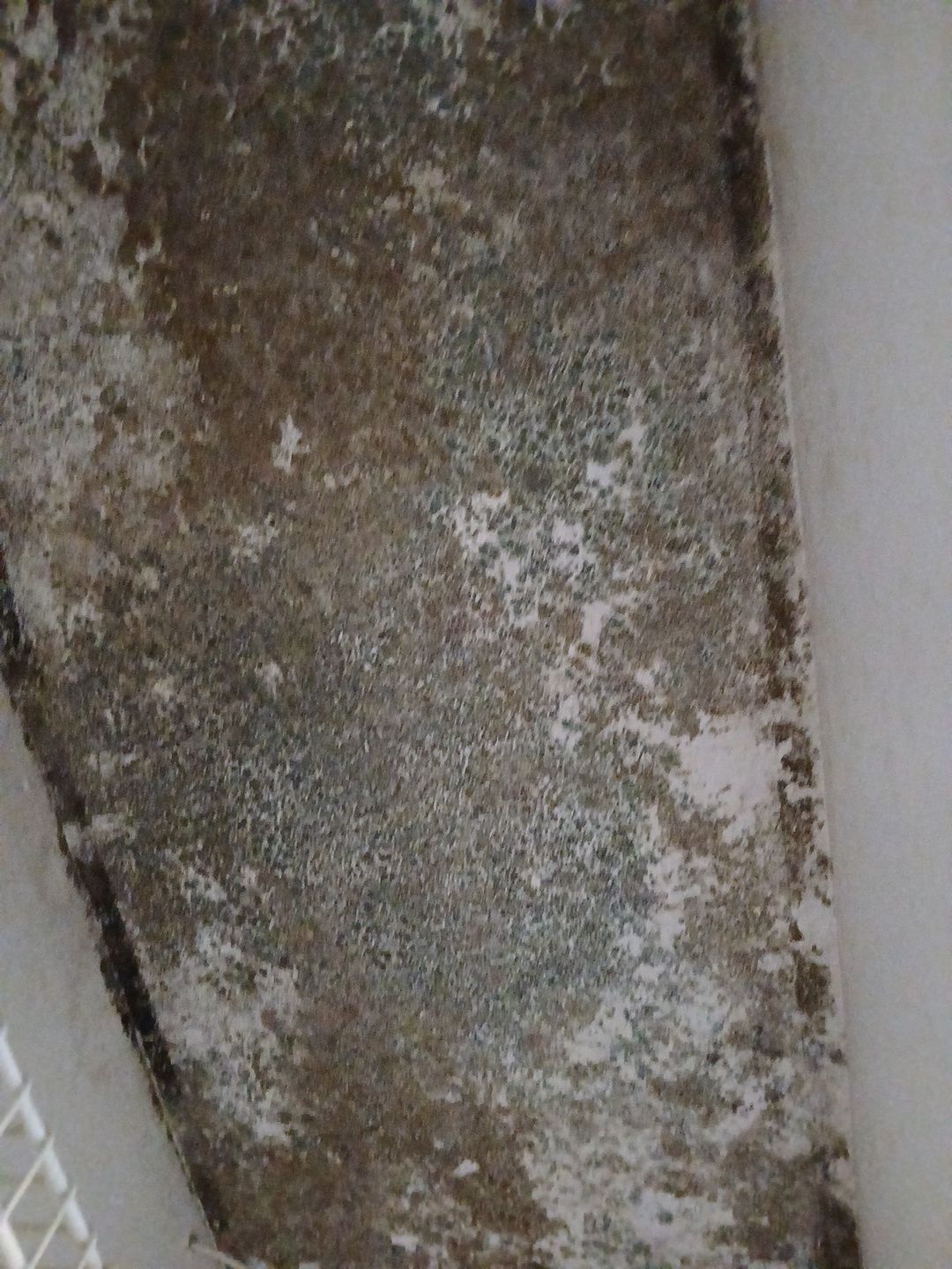 Mold Remediation and Moisture Detection Services in West Palm Beach by SuperClean