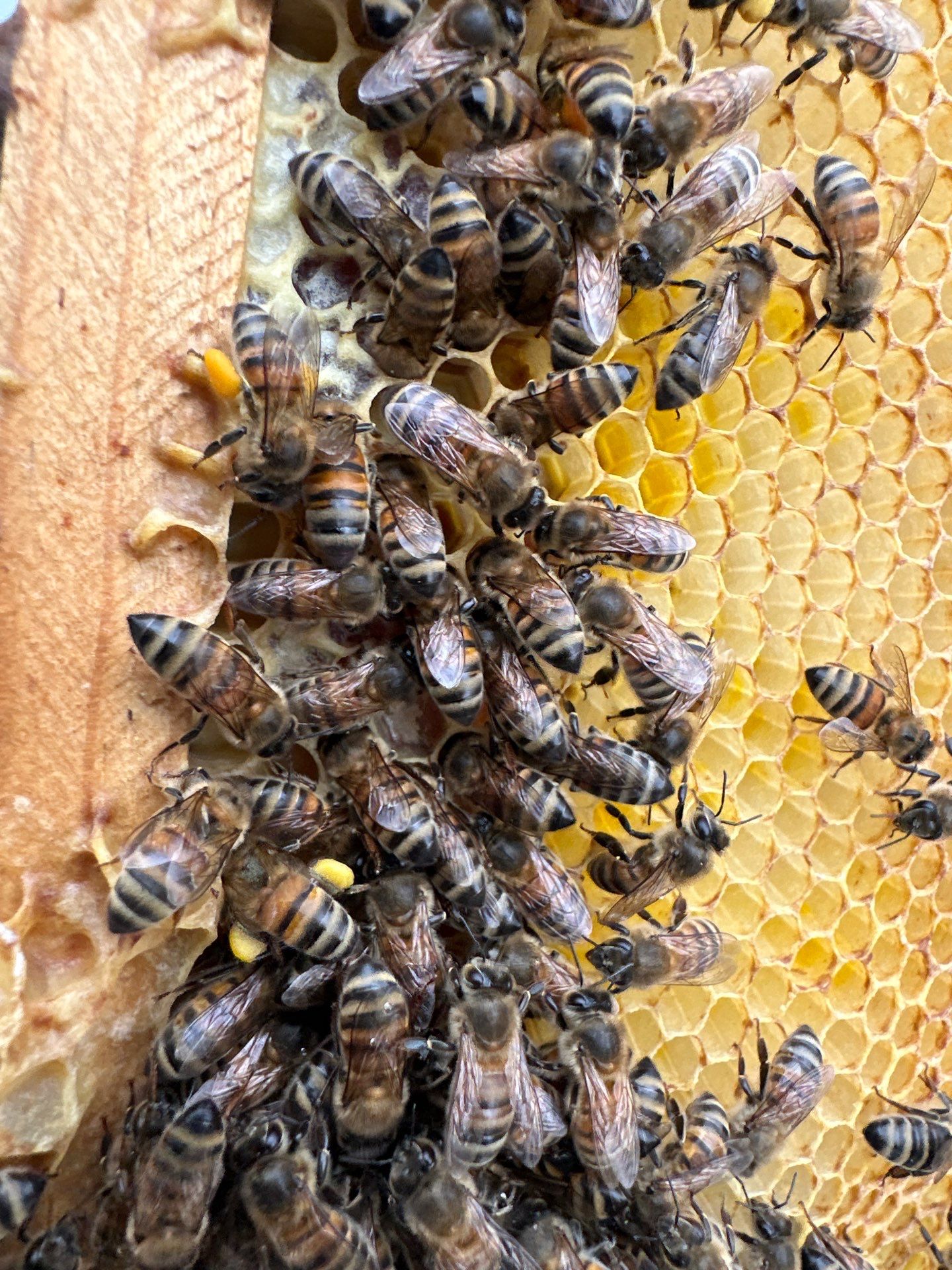 Bees at the Bank! by Rockwall Honey Bee Company