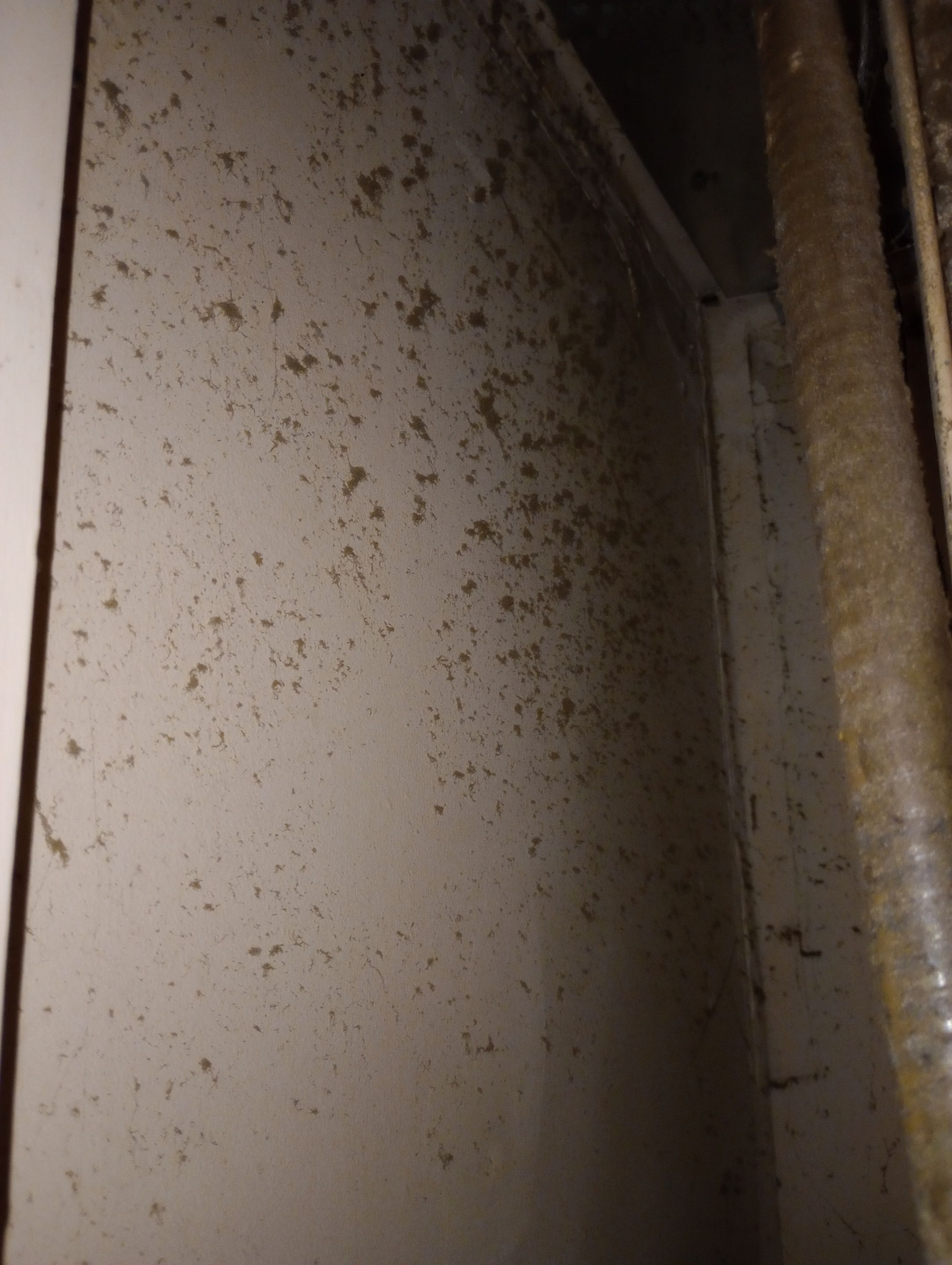 Insane Mold Remediation in Apartments by ANR Restoration