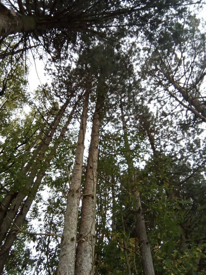 Tree Removal using Tree Removal by Mike Jones & Sons Tree Service LLC 