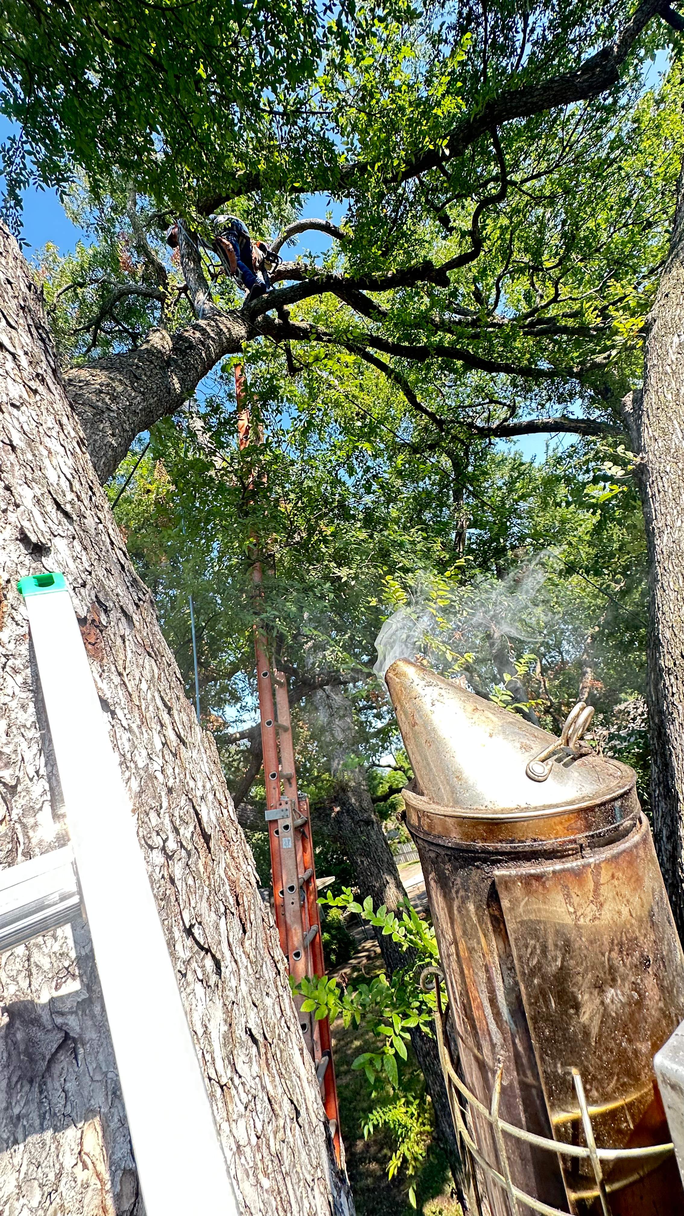 Tree Service Help  by Rockwall Honey Bee Company
