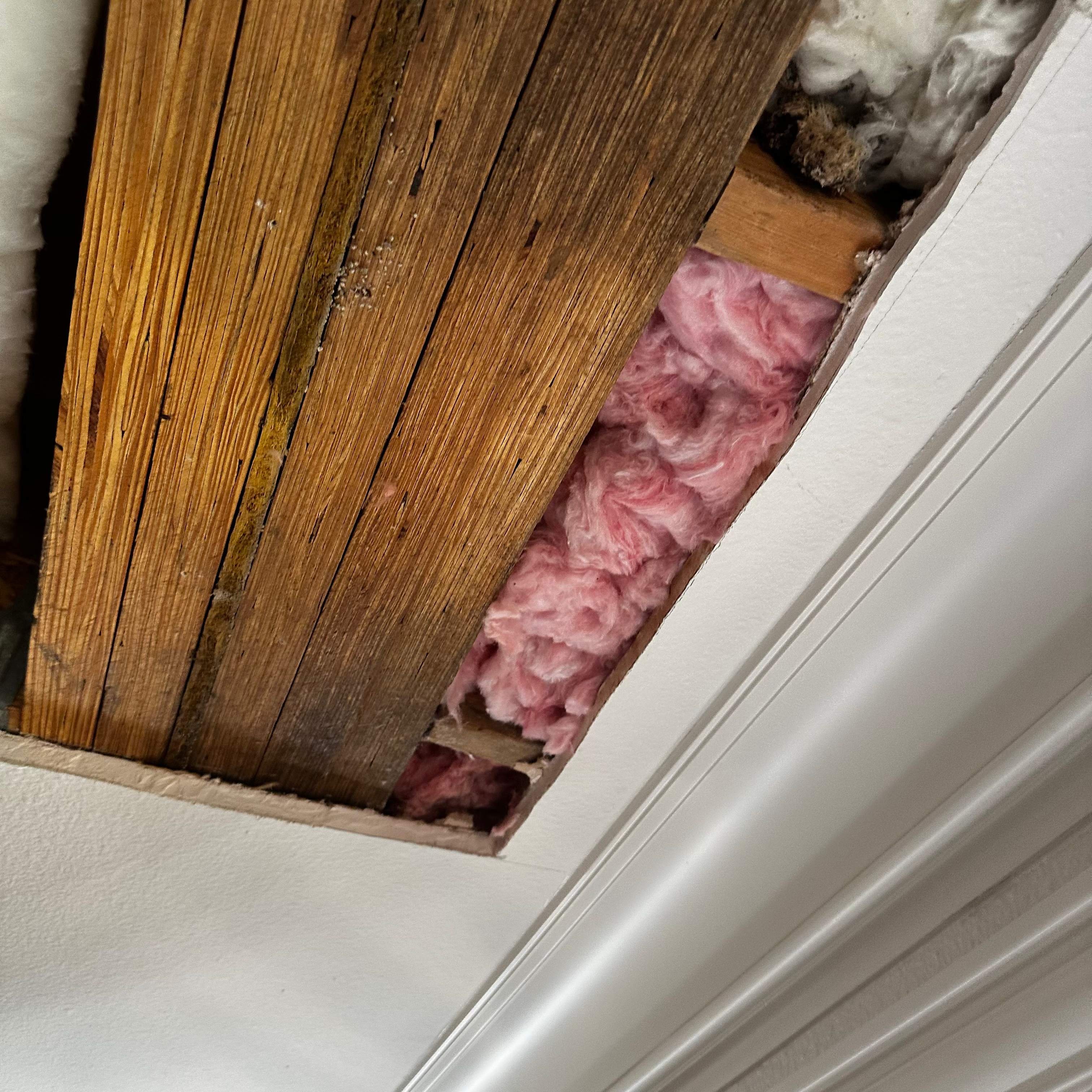 Ceiling Cutout by Rockwall Honey Bee Company