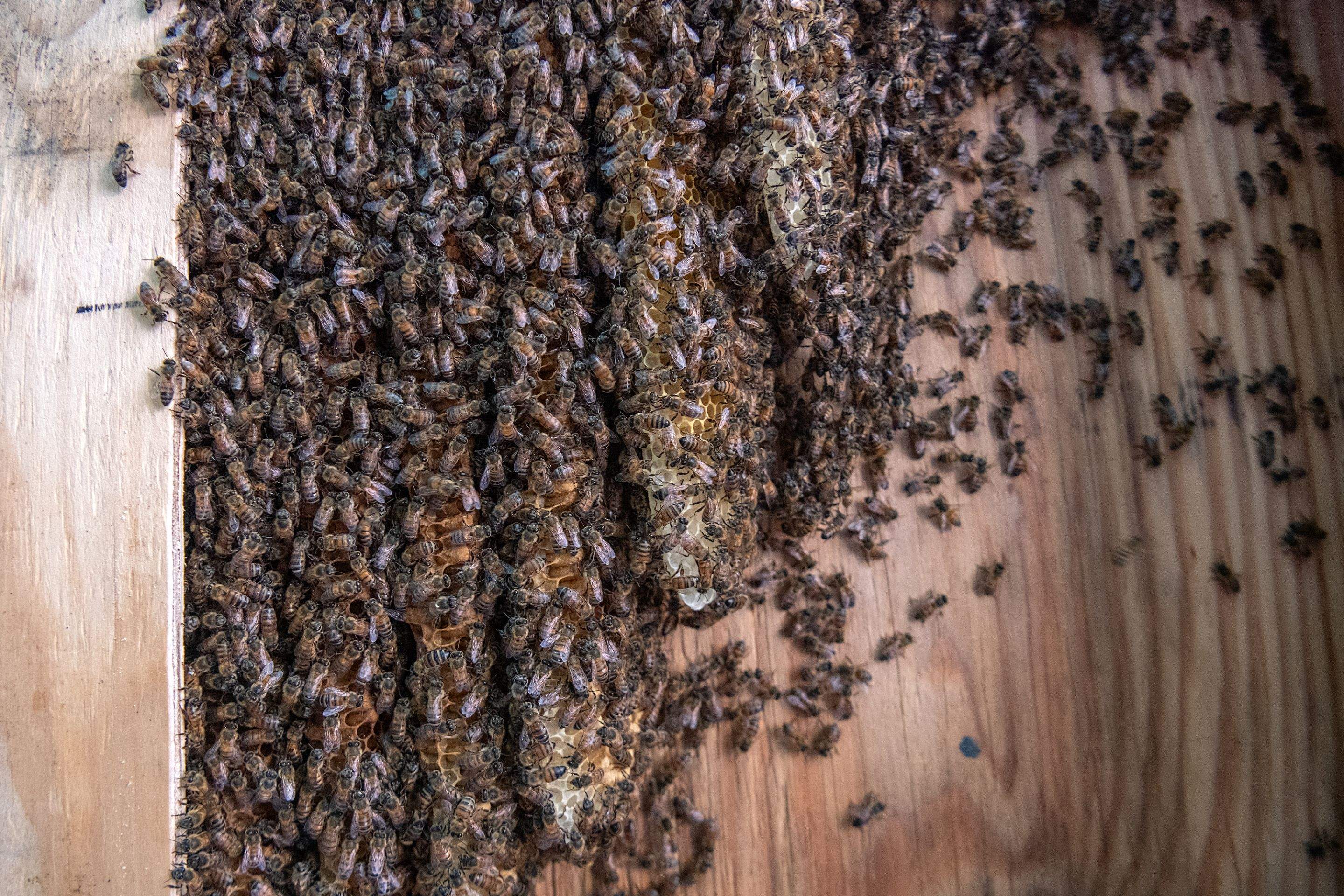 Condo Patio by Rockwall Honey Bee Company