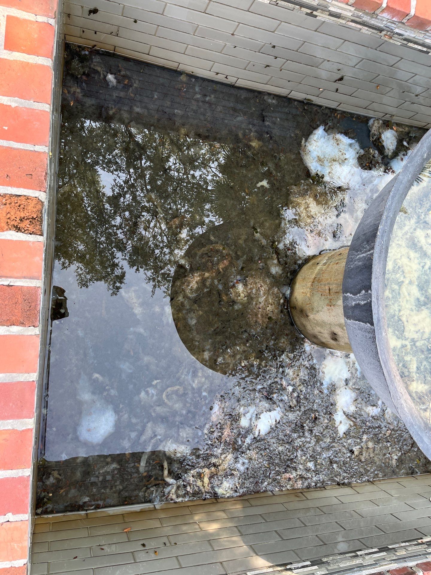Pool Cleaning using Pool Cleaner by College Bros Outdoor services