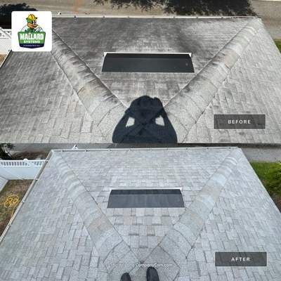 Shingle Roof Cleaning