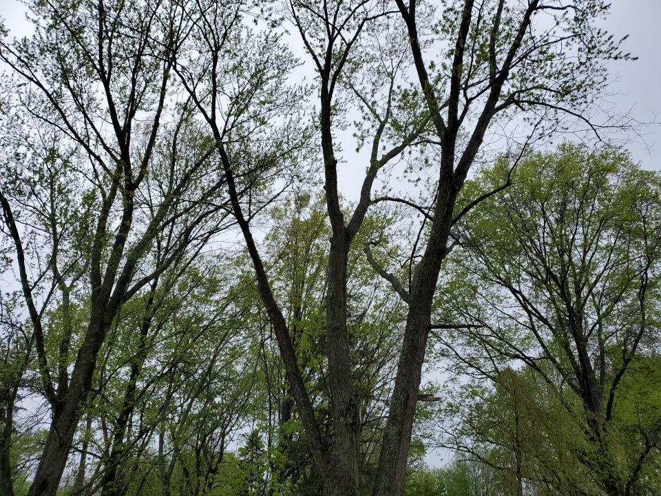 Tree Removal using Tree Removal by Mike Jones & Sons Tree Service LLC 