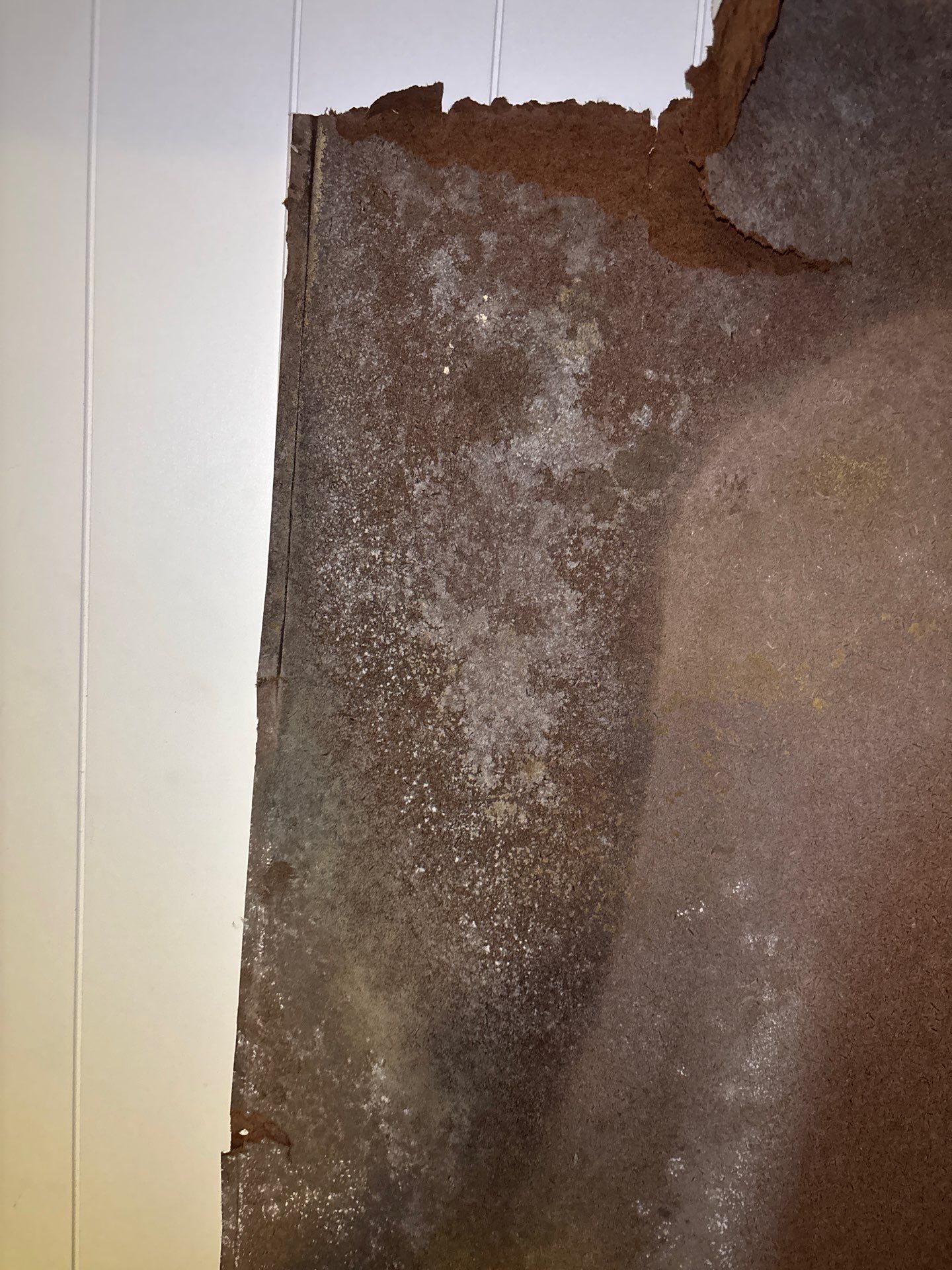 Mold Remediation In Sarasota, FL by Ampm Restoration Services