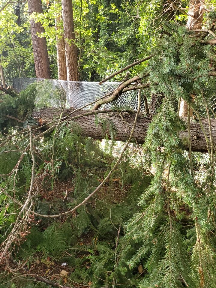 Tree Removal using Tree Removal by Mike Jones & Sons Tree Service LLC 