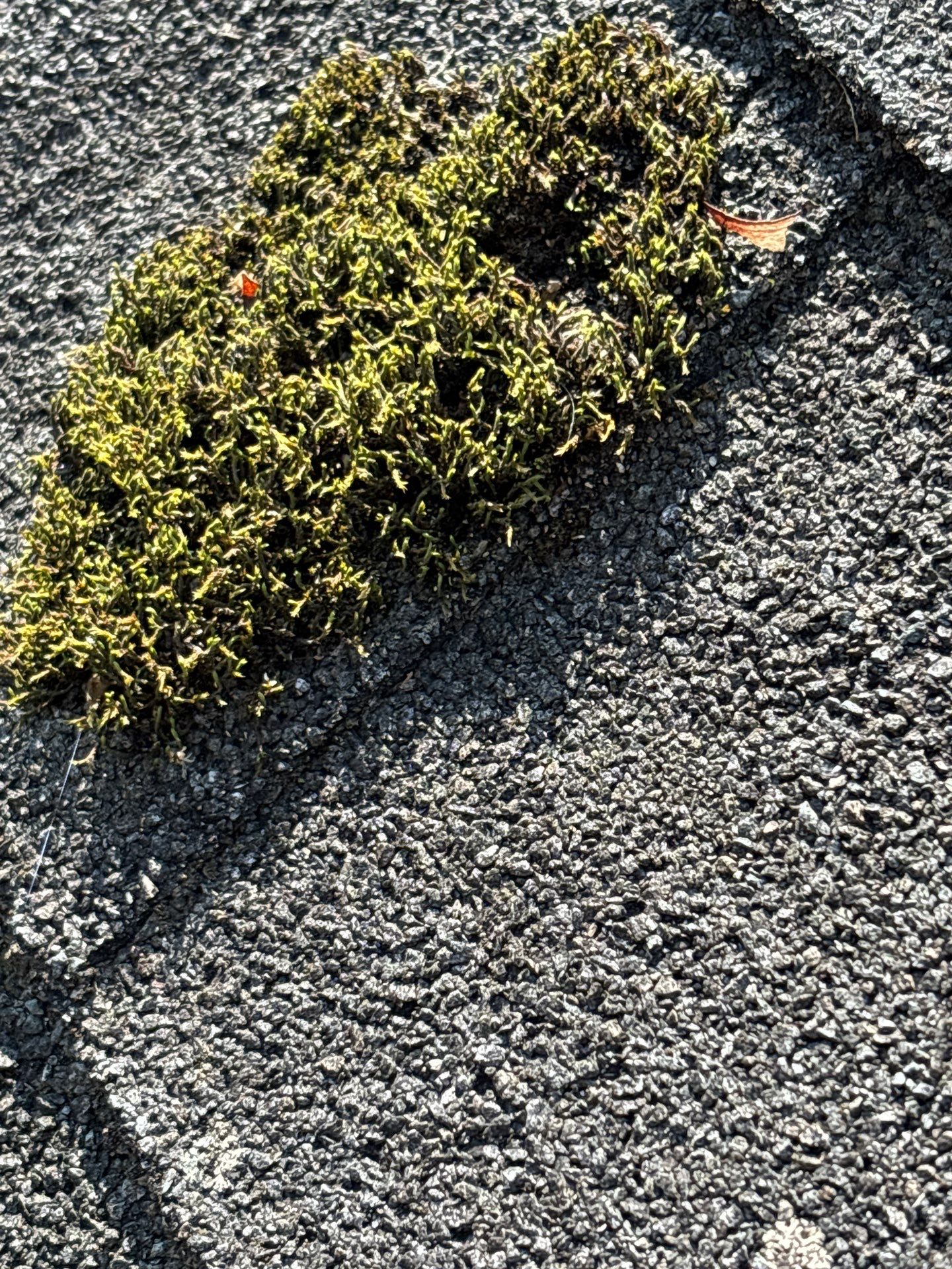 Project in Richmond by Roof Maxx of Midlothian