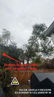 Emergency Removal of Storm-Damaged Elm Stem in Seattle, WA
