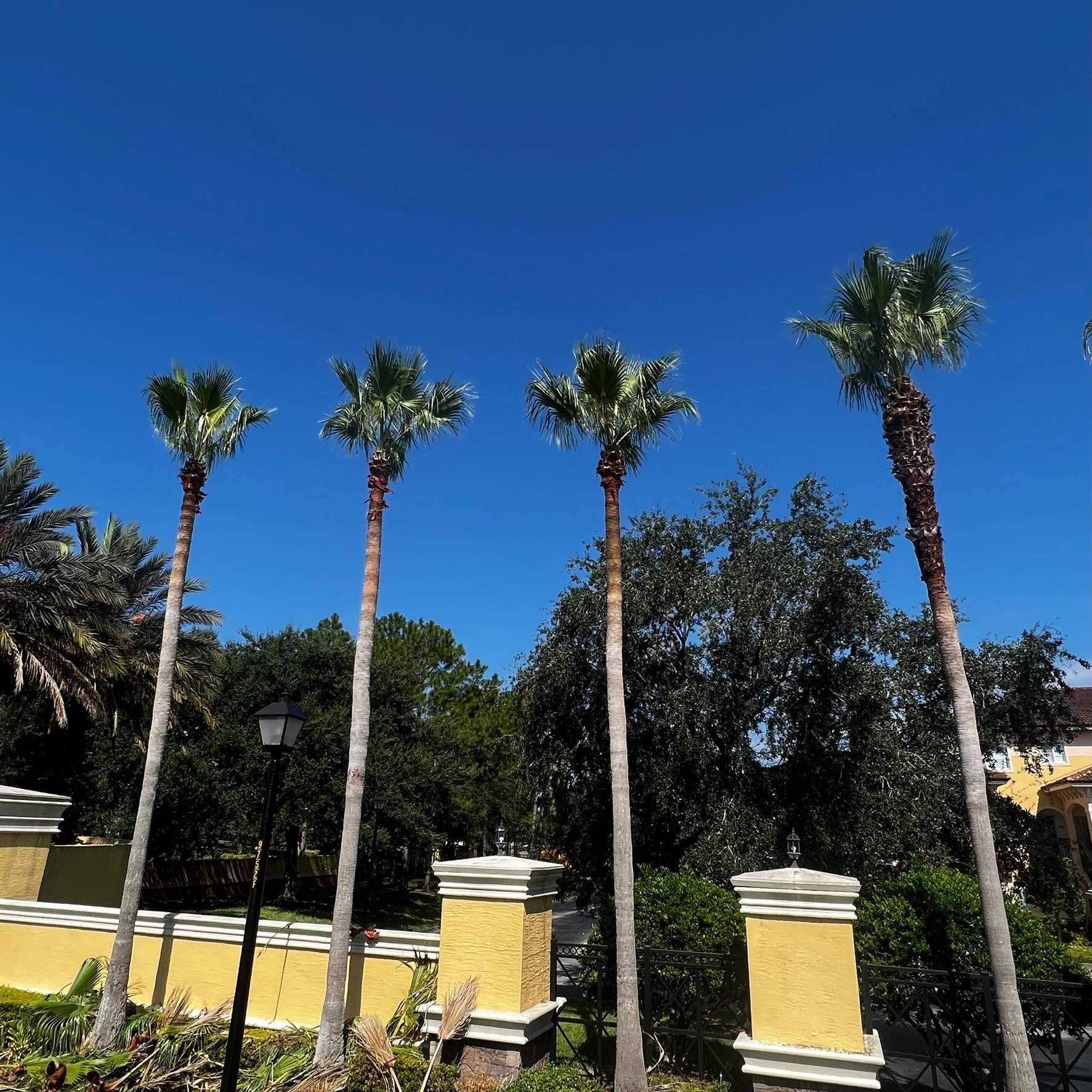Palm Tree Trimming | IL Villagio Condominiums by ProGreen Services
