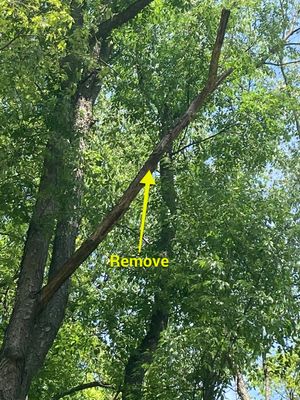 Tree Removal using Tree Removal