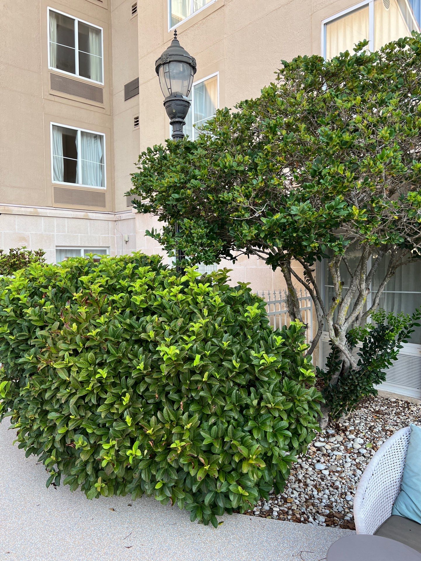 Homewood Suites | Tree Service by ProGreen Services