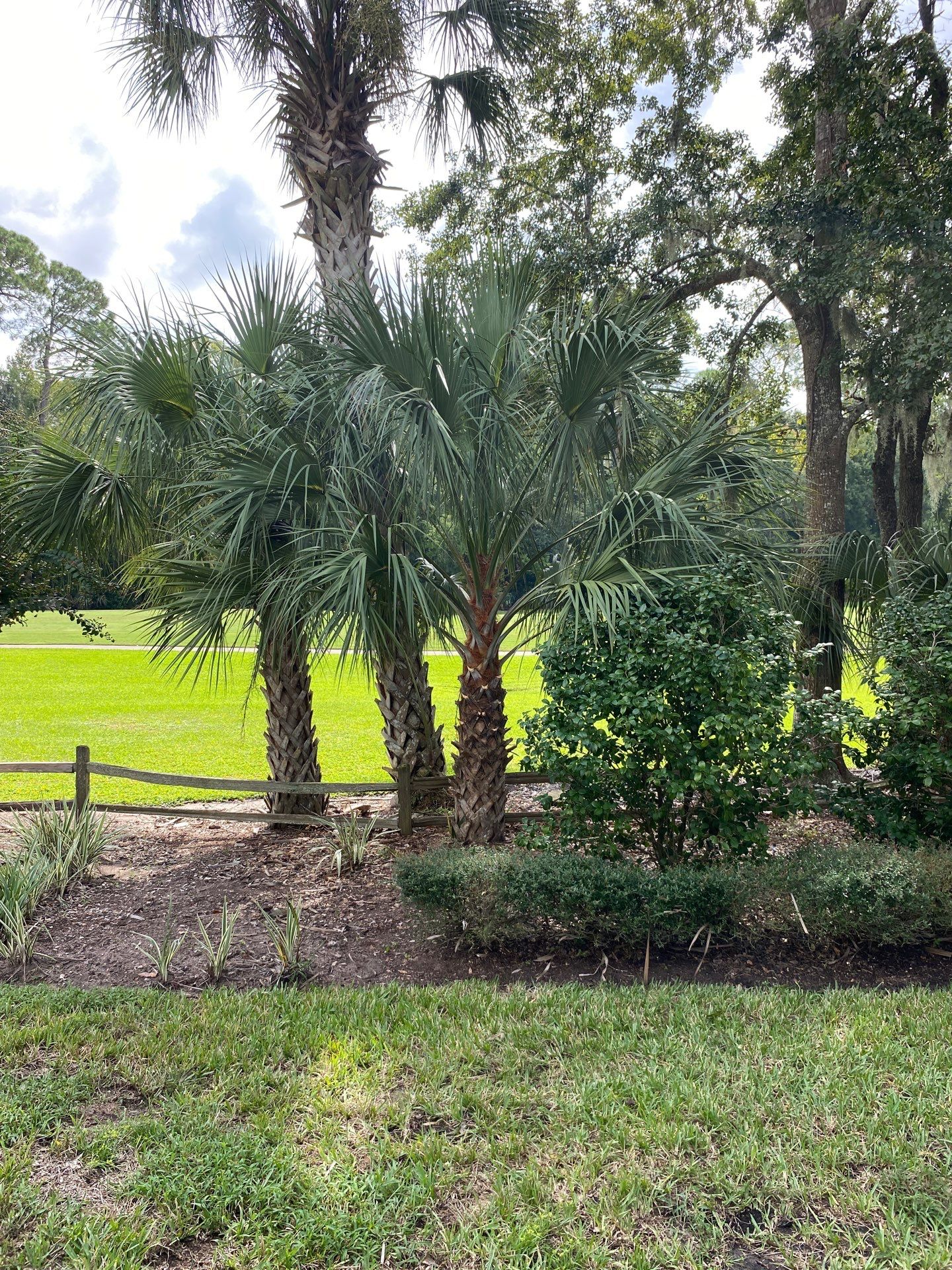 Deerwood Residence | Palm Tree Trimming by ProGreen Services