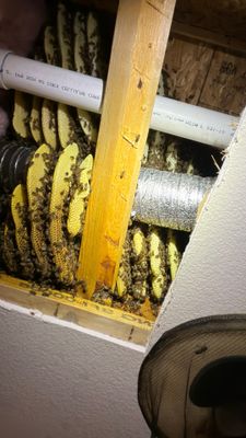 Prosperous Bees