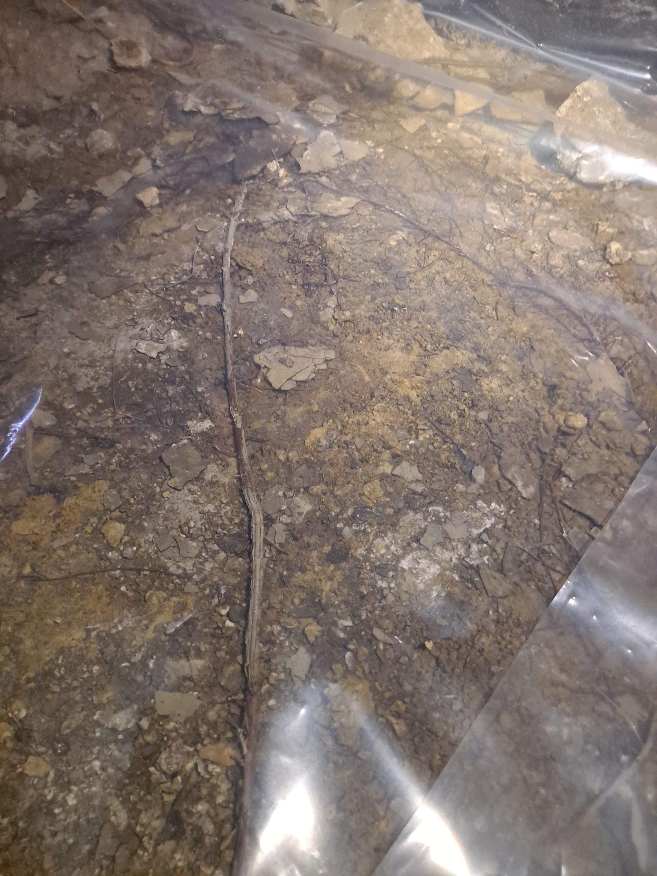 Crawl Space Inspection by Allied Water Services