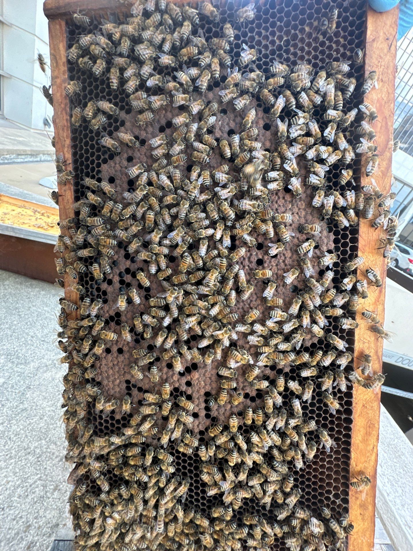 Urban bee hive in North Dallas by Rockwall Honey Bee Company