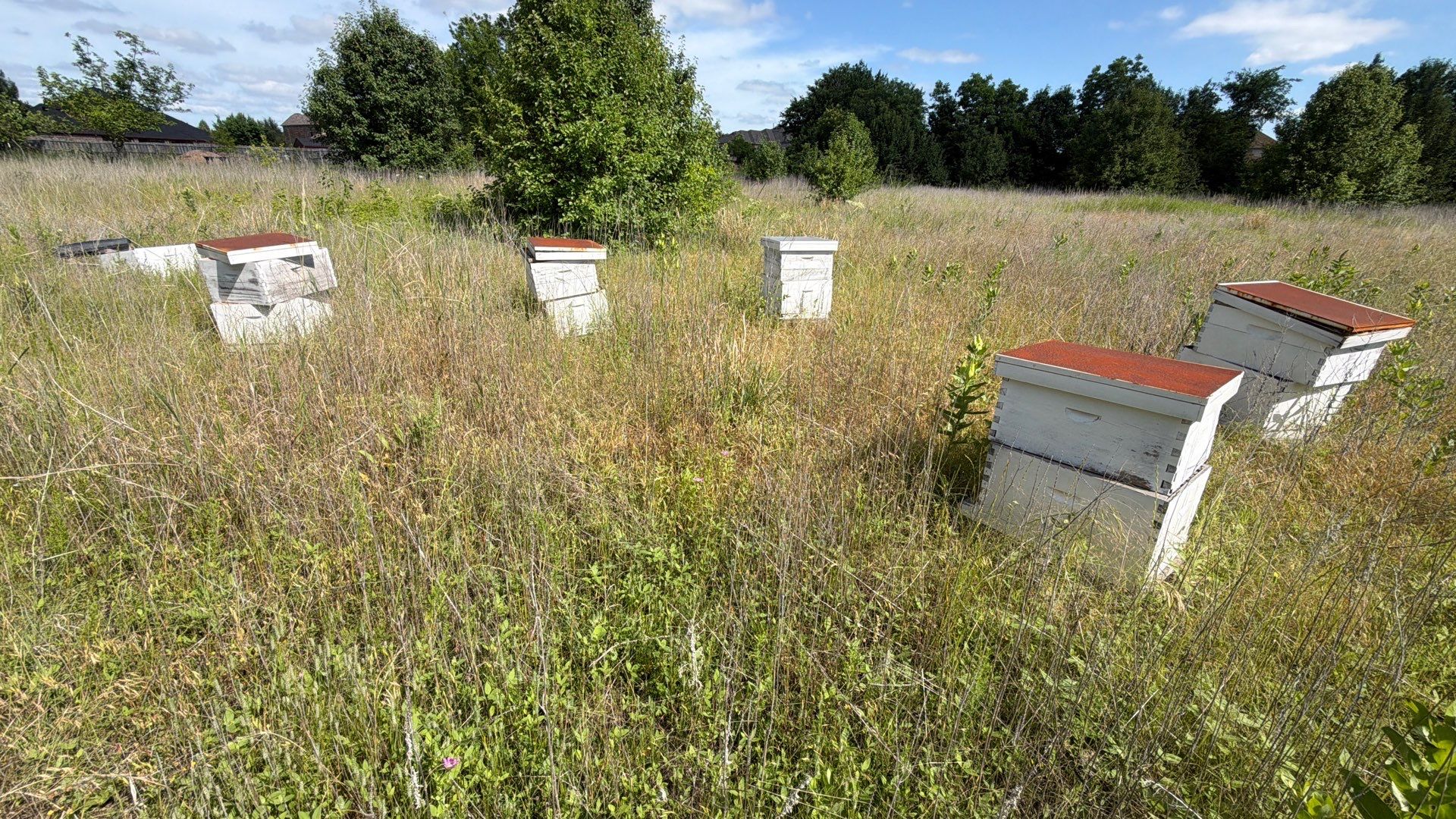 Baseball Diamond Apiary by Rockwall Honey Bee Company