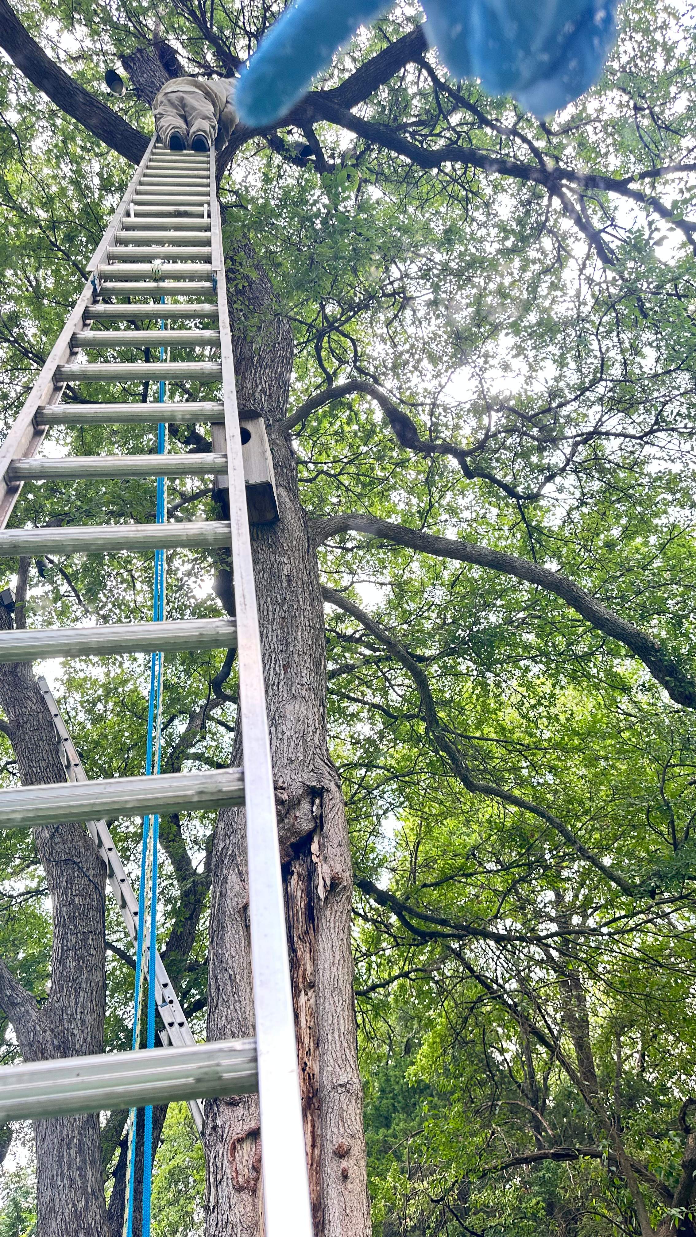 Tollway Tree by Rockwall Honey Bee Company