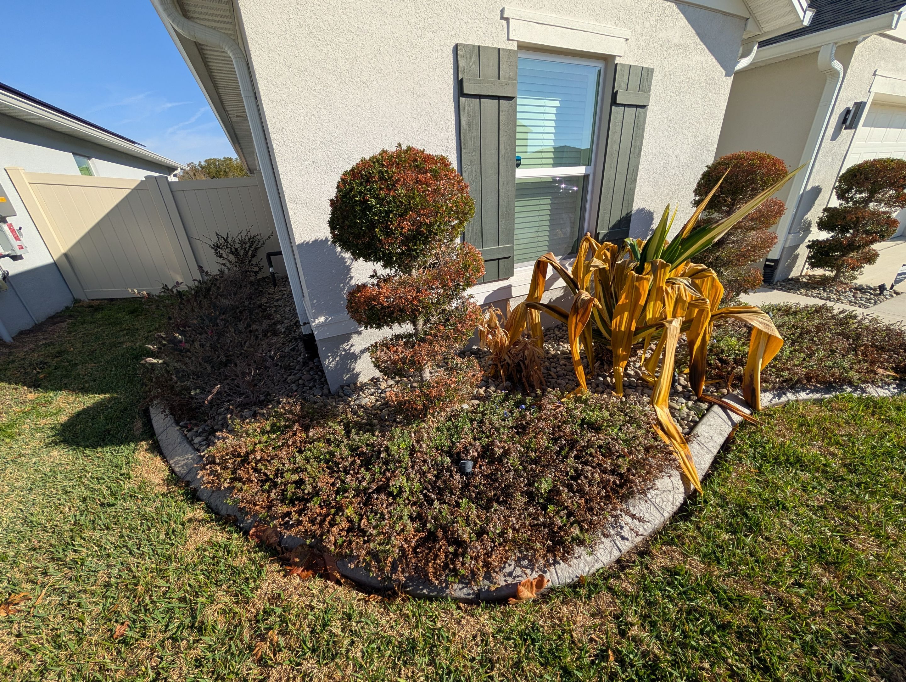 Cold Damage Plant Removal & Landscape Cleanup by
M.A.B. Landscaping & Property Maintenance