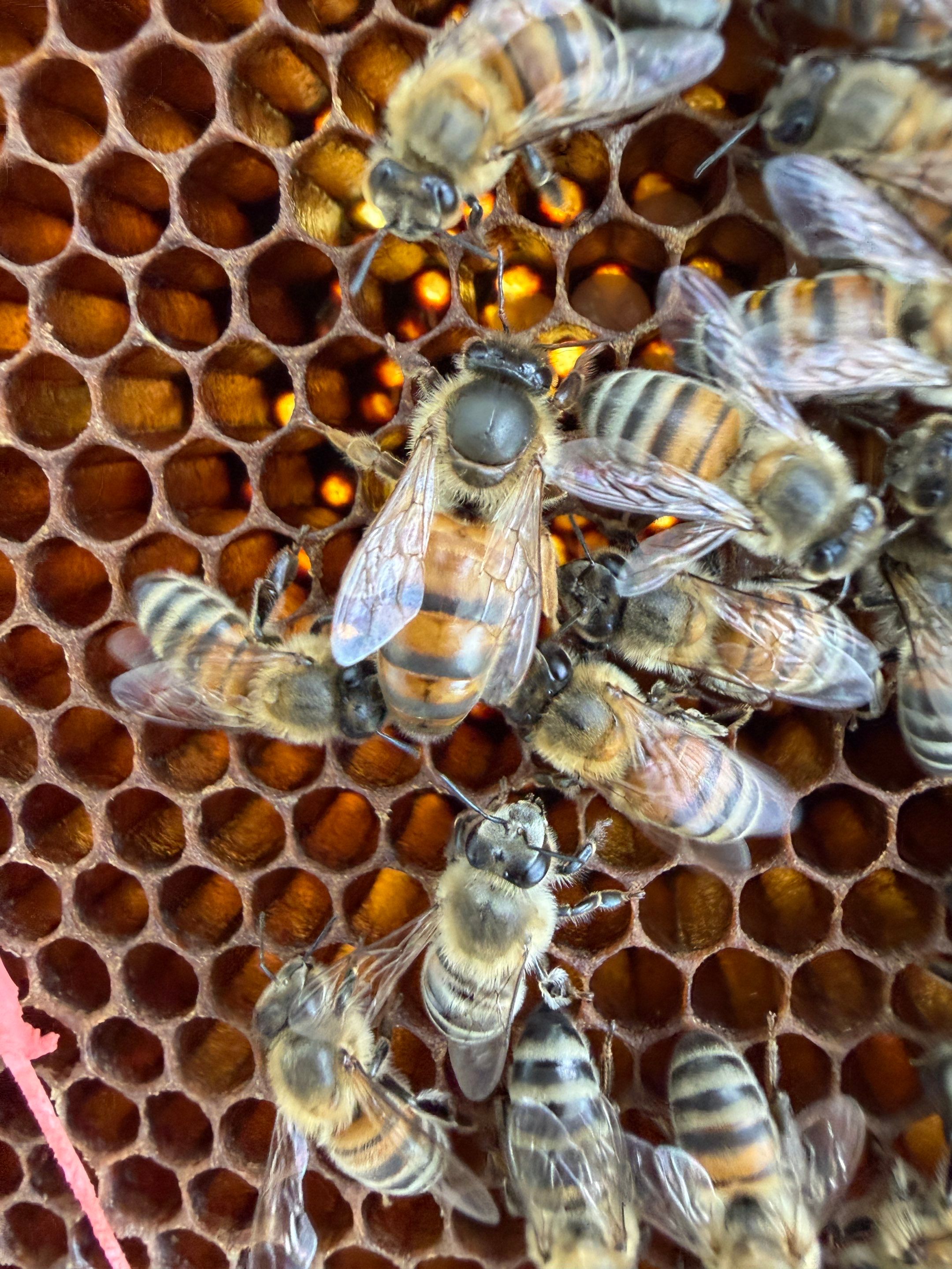 Baseball Diamond Apiary by Rockwall Honey Bee Company