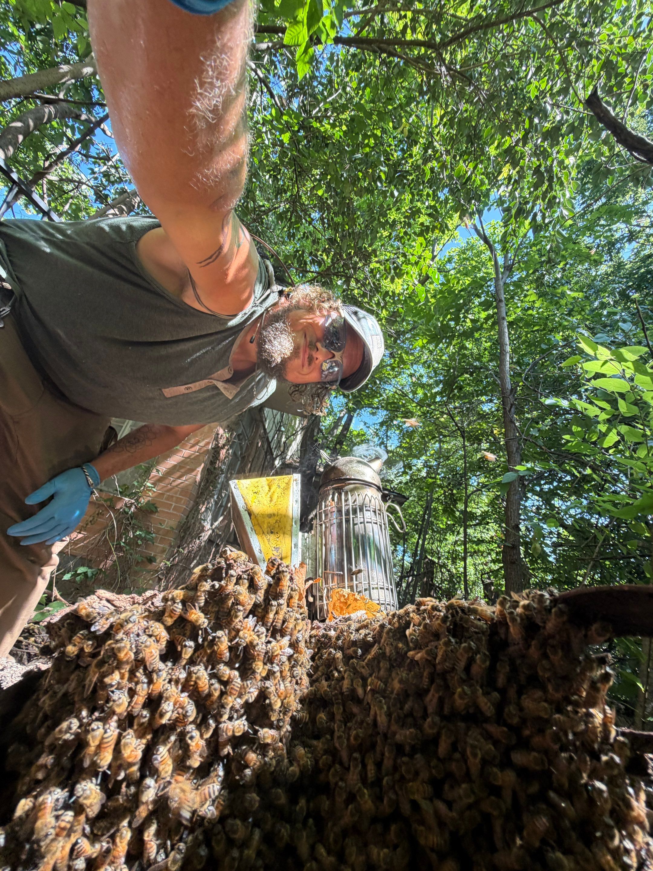 Warranted Removal by Rockwall Honey Bee Company
