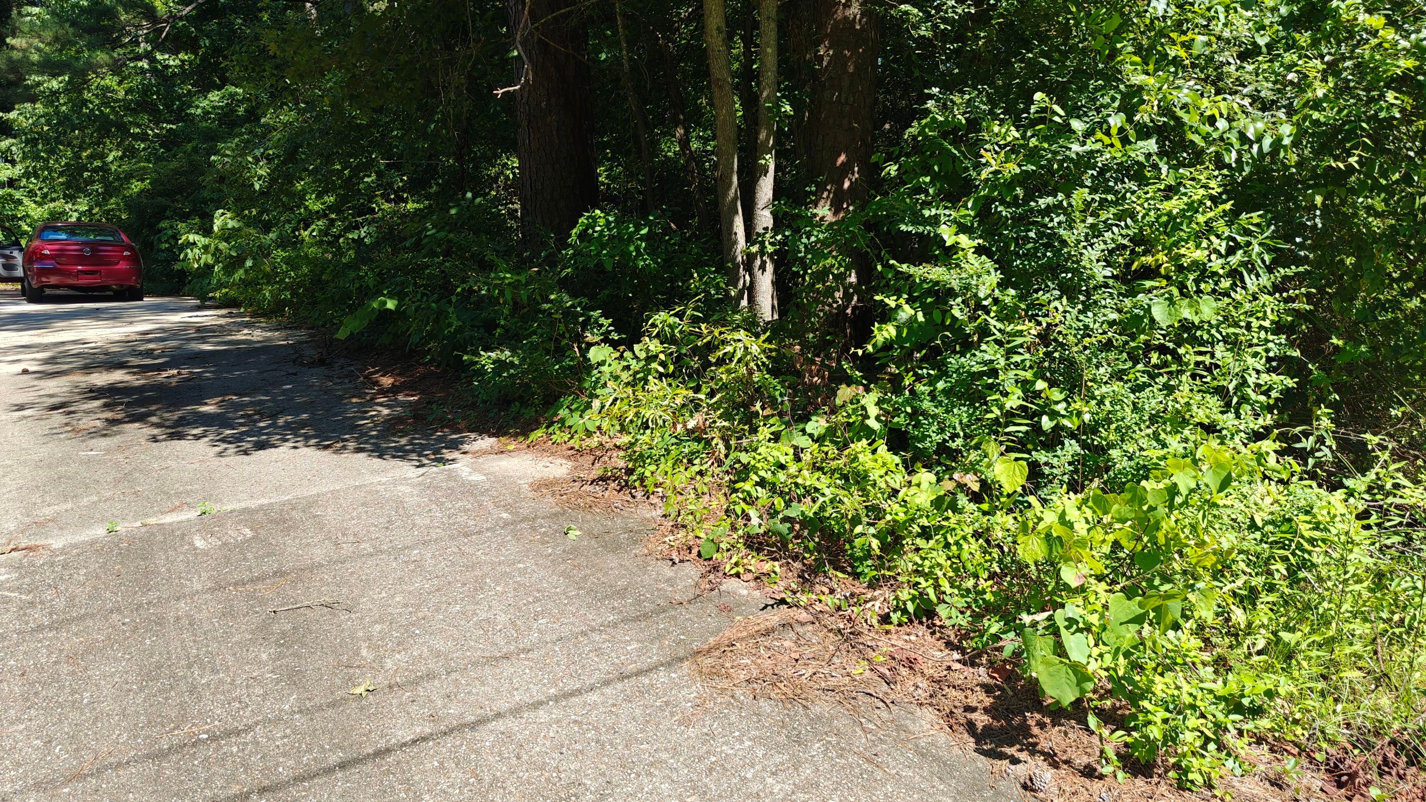 Bi Weekly Landscaping/ Weeding  by College Bros Outdoor services