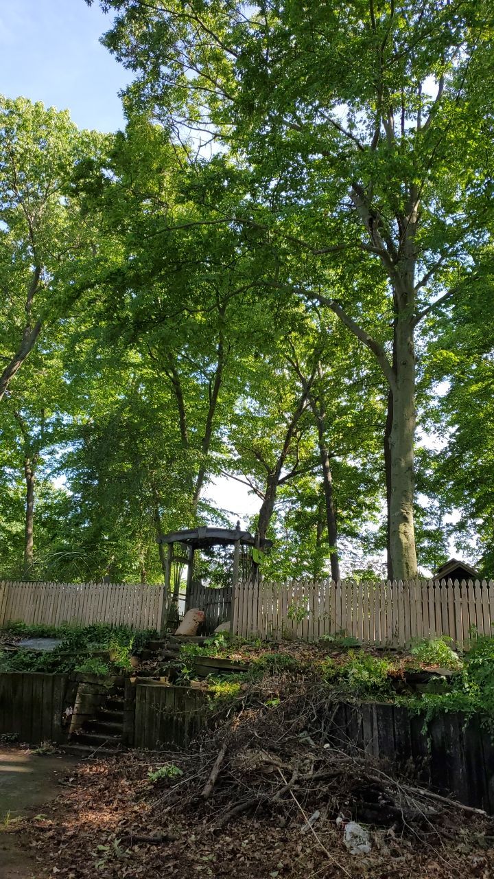 Tree Trimming using Tree Pruing by Mike Jones & Sons Tree Service LLC 