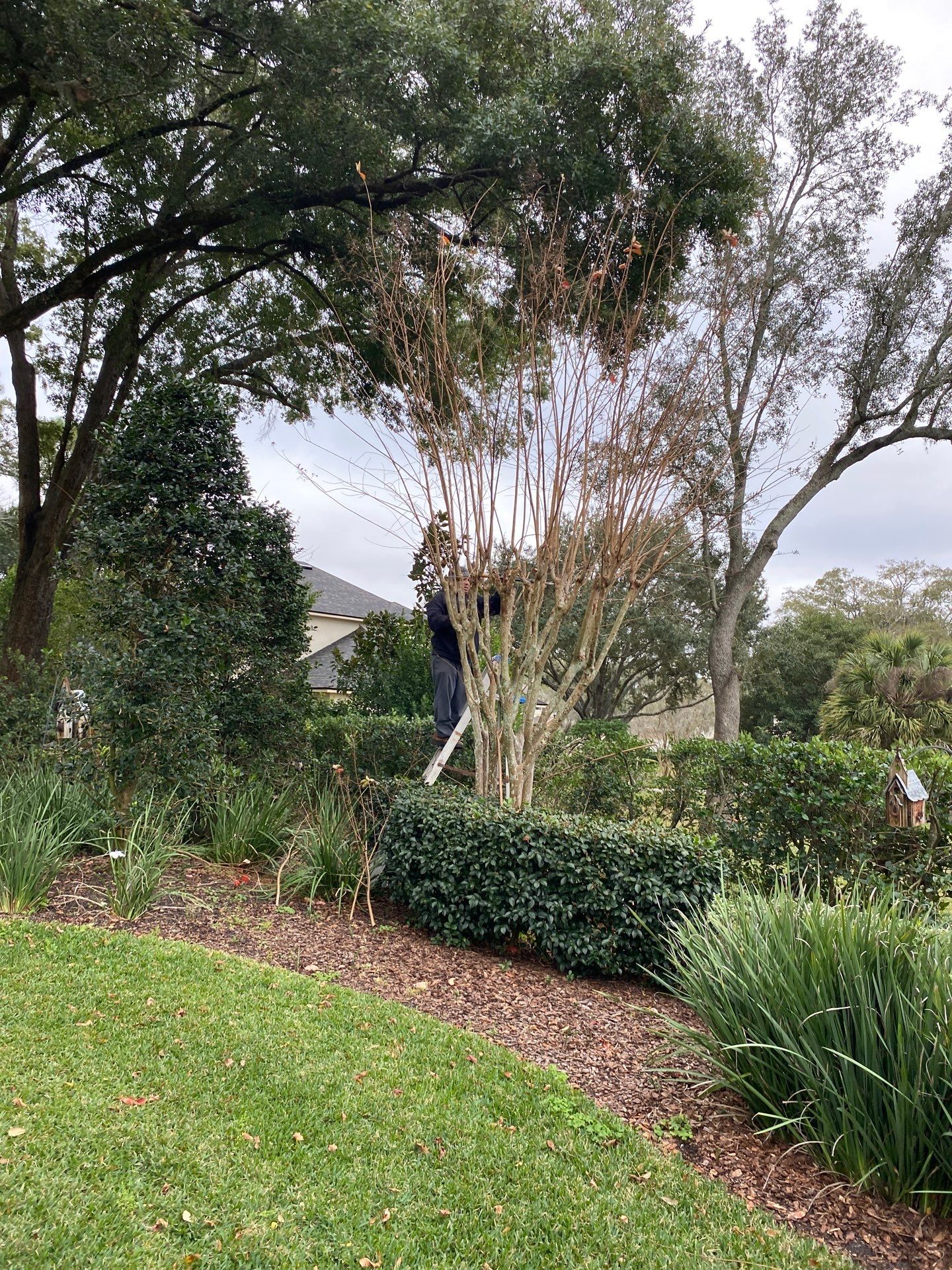 Deerwood Residence | Tree Trimming by ProGreen Services