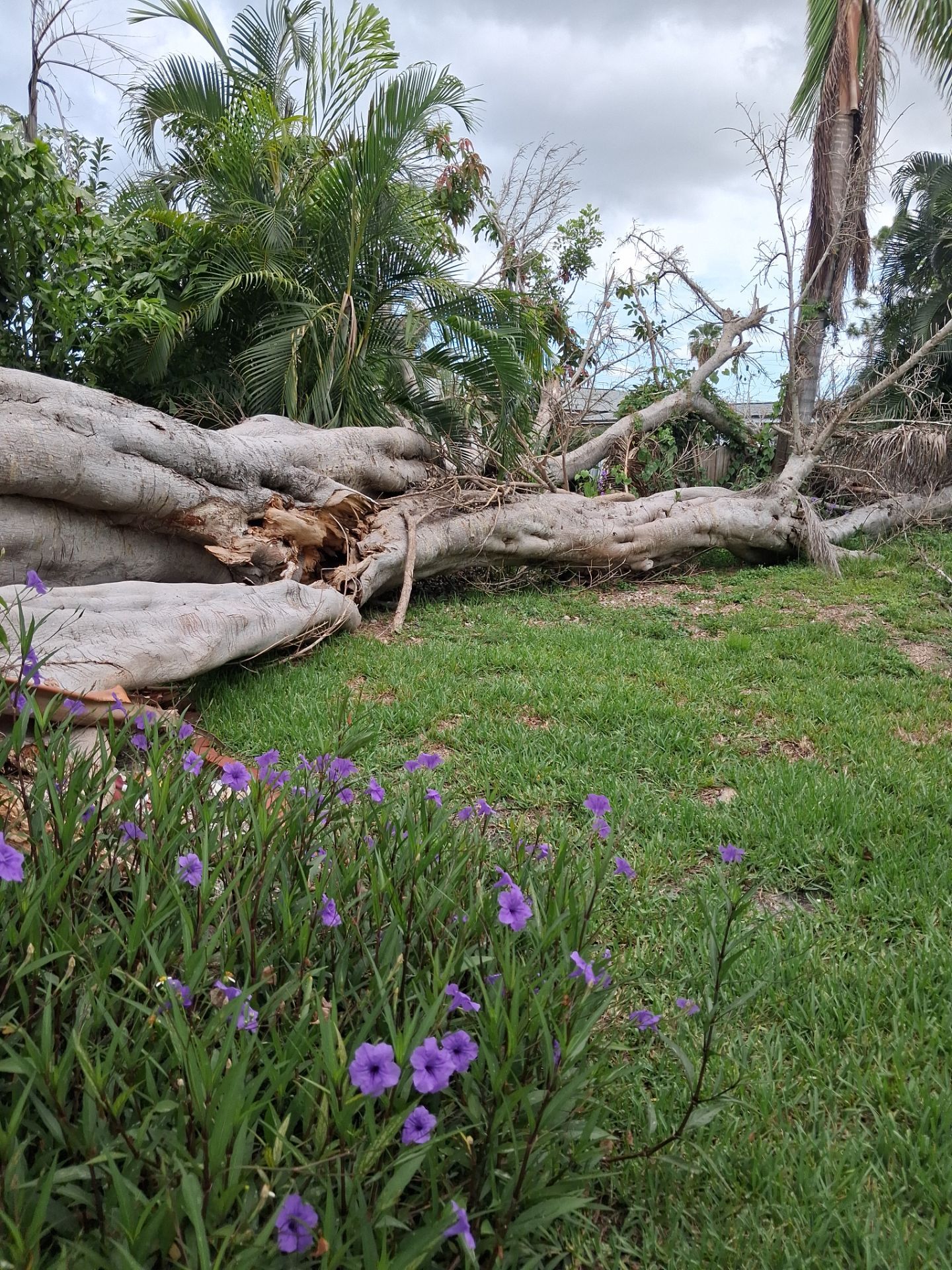 Black Chain Link Fence Installation and Site Clearing in Nokomis by True Fence LLC