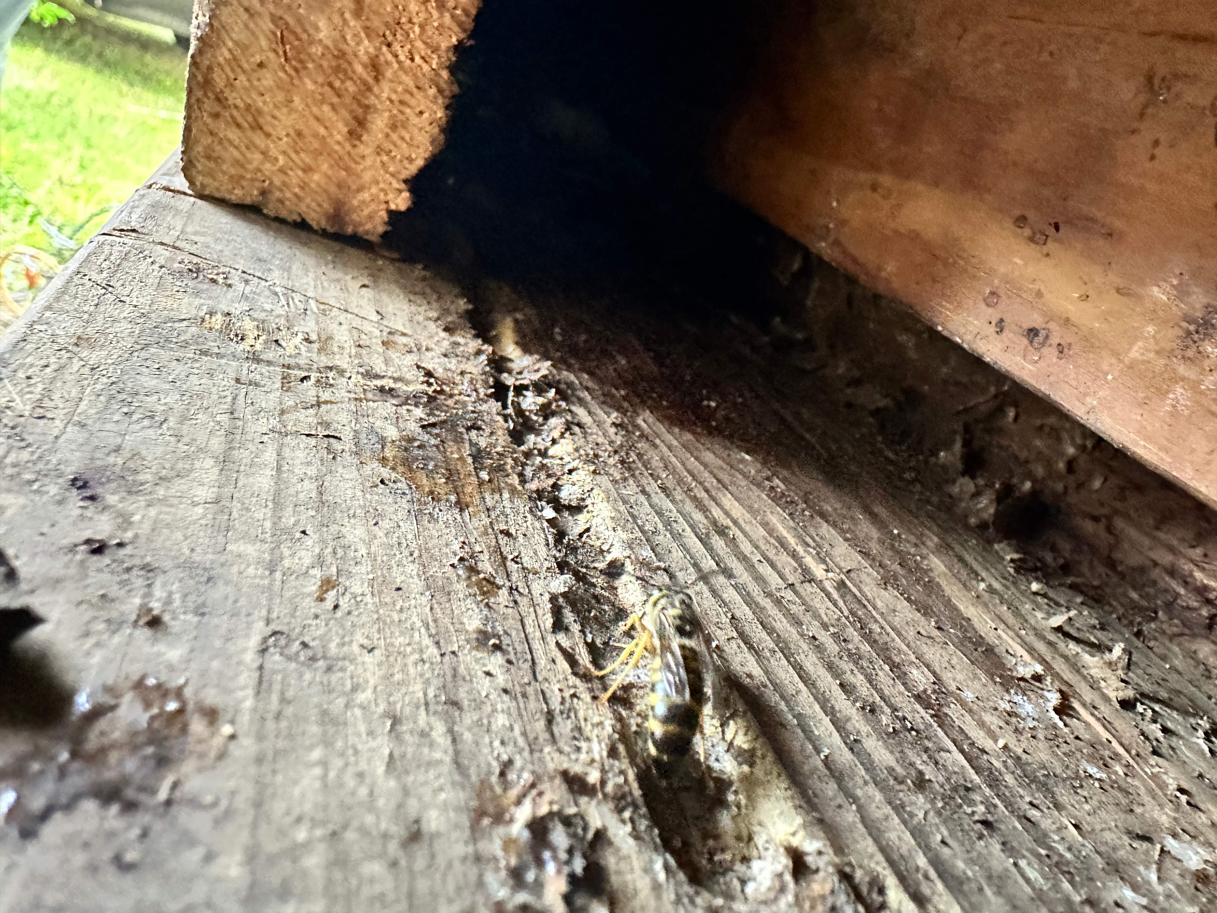 Yellowjackets at City Park by Rockwall Honey Bee Company